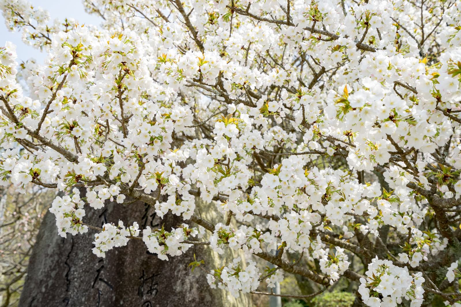 咲き始めの桜の木の写真を無料ダウンロード フリー素材 ぱくたそ