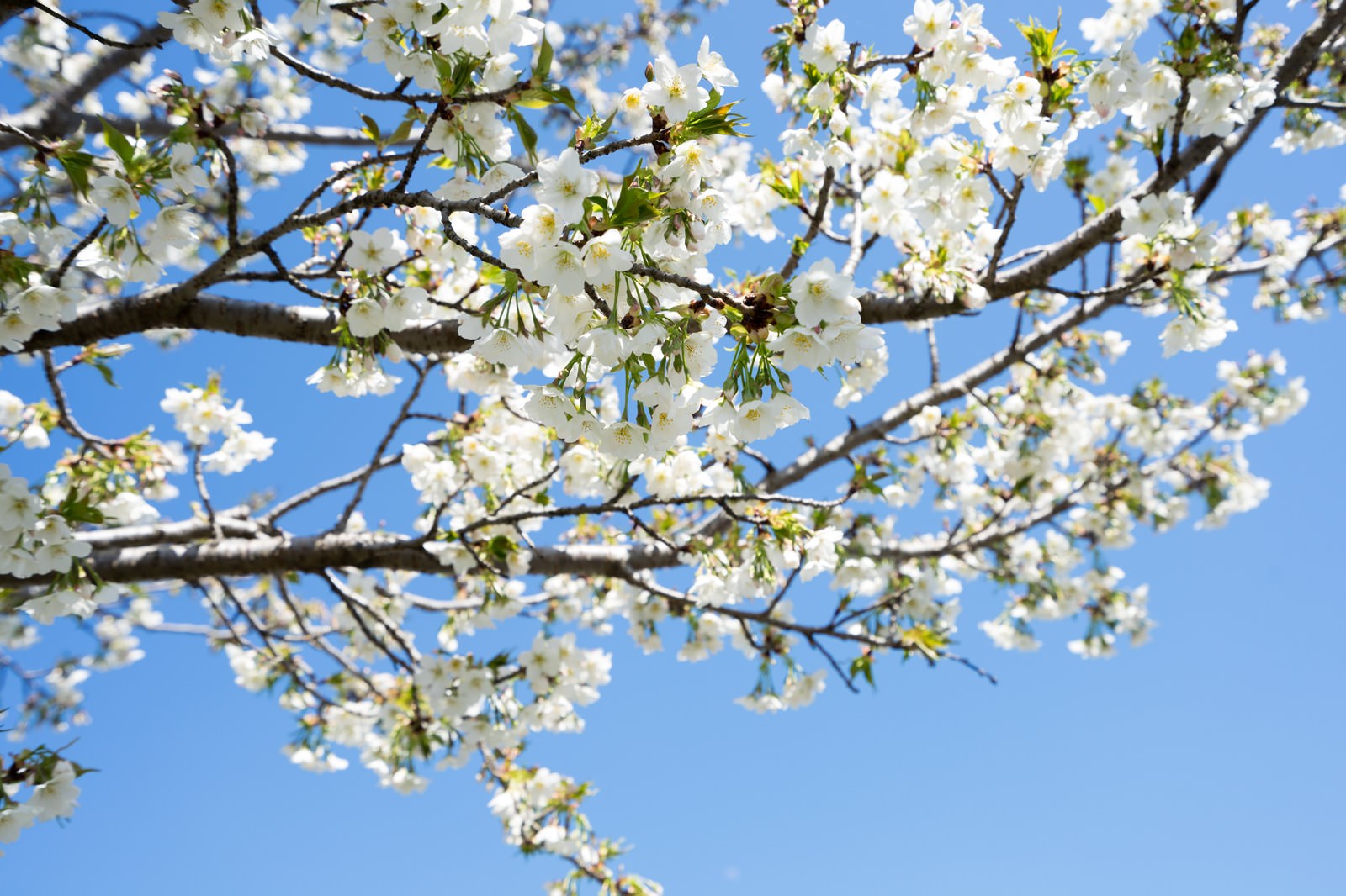 白い花の桜 葉桜 の写真 画像 を無料ダウンロード フリー素材のぱくたそ