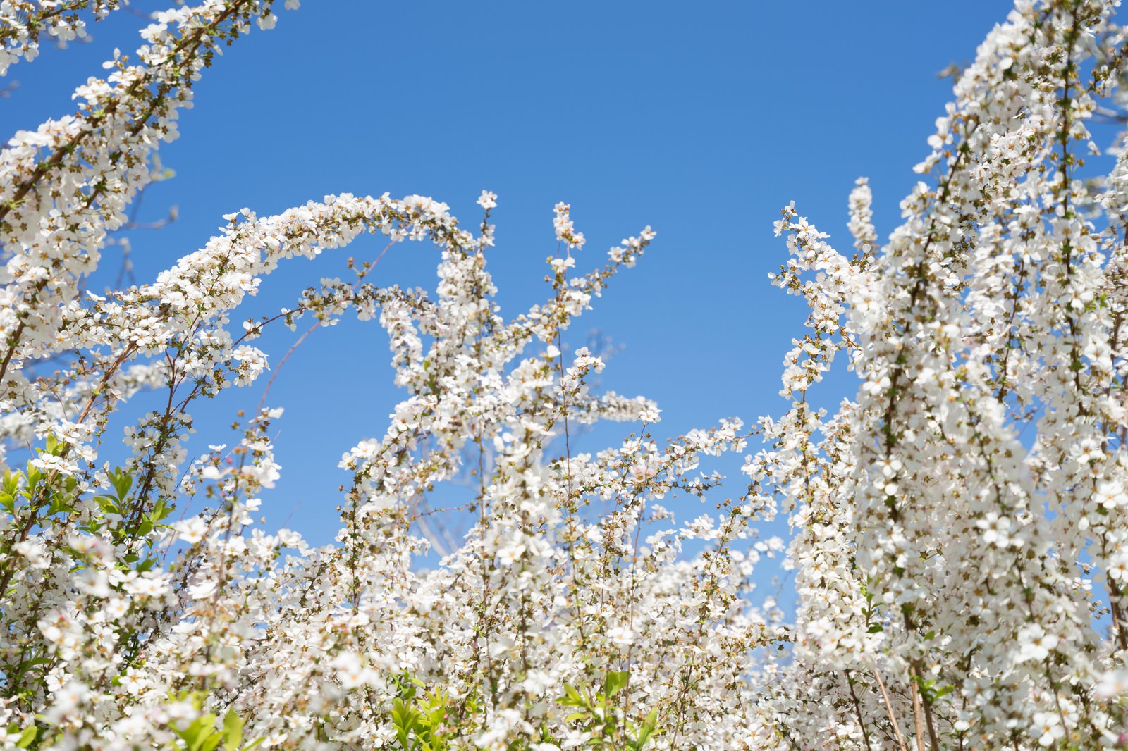 葉桜と青空の写真素材 ぱくたそ