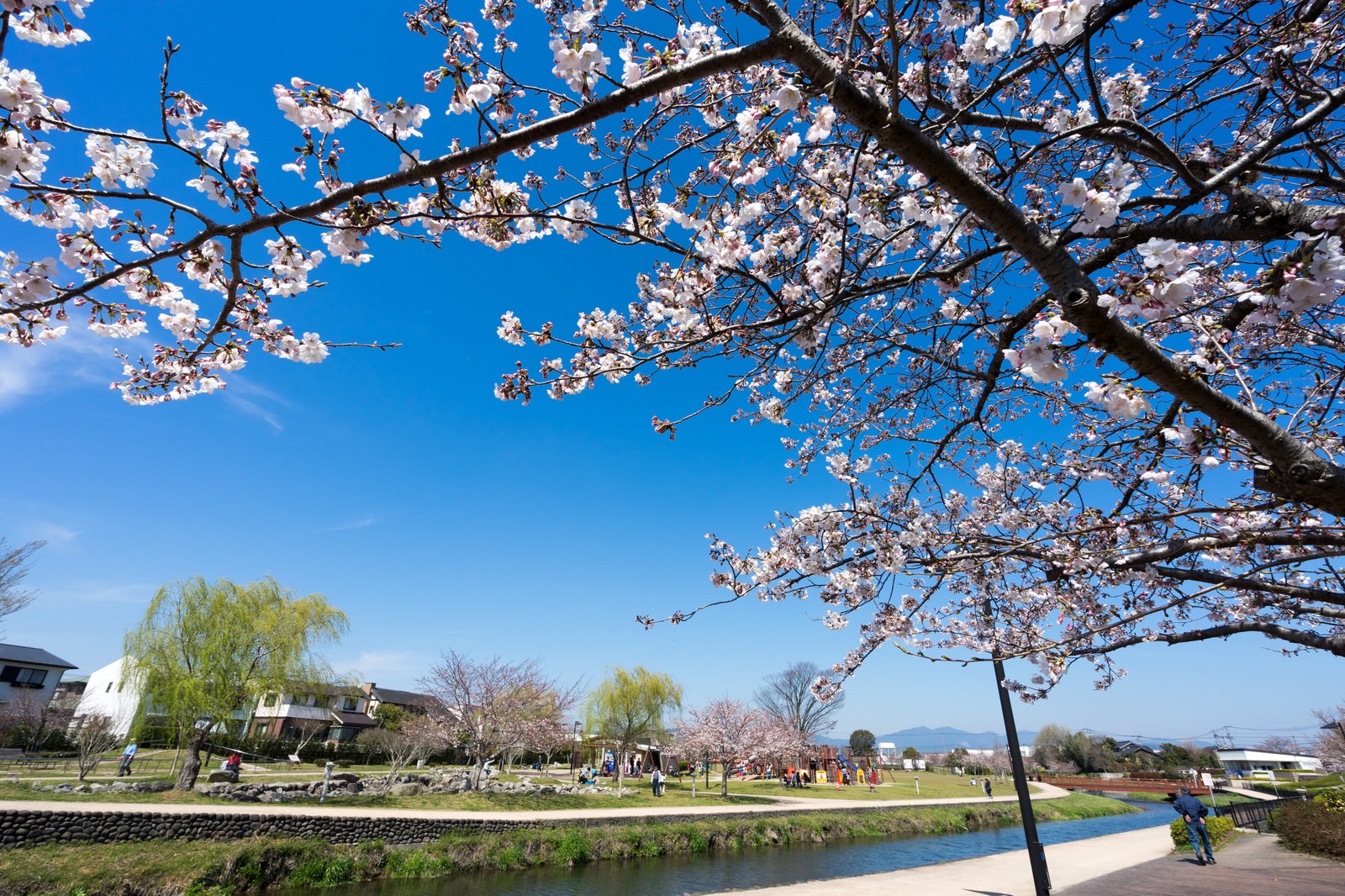 大刀洗公園の春の写真素材を拡大 トリミング加工 ぱくたそ