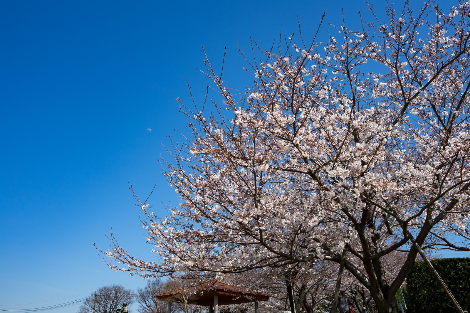 「青空と桜（七分咲き）青空と桜（七分咲き）」のフリー写真素材