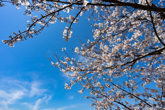 七分咲きの桜