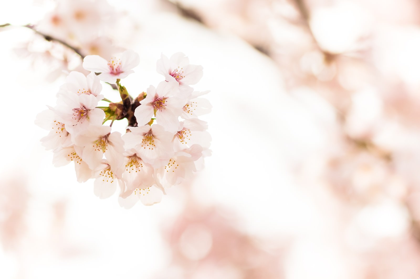 桜の花のフリー素材 ぱくたそ