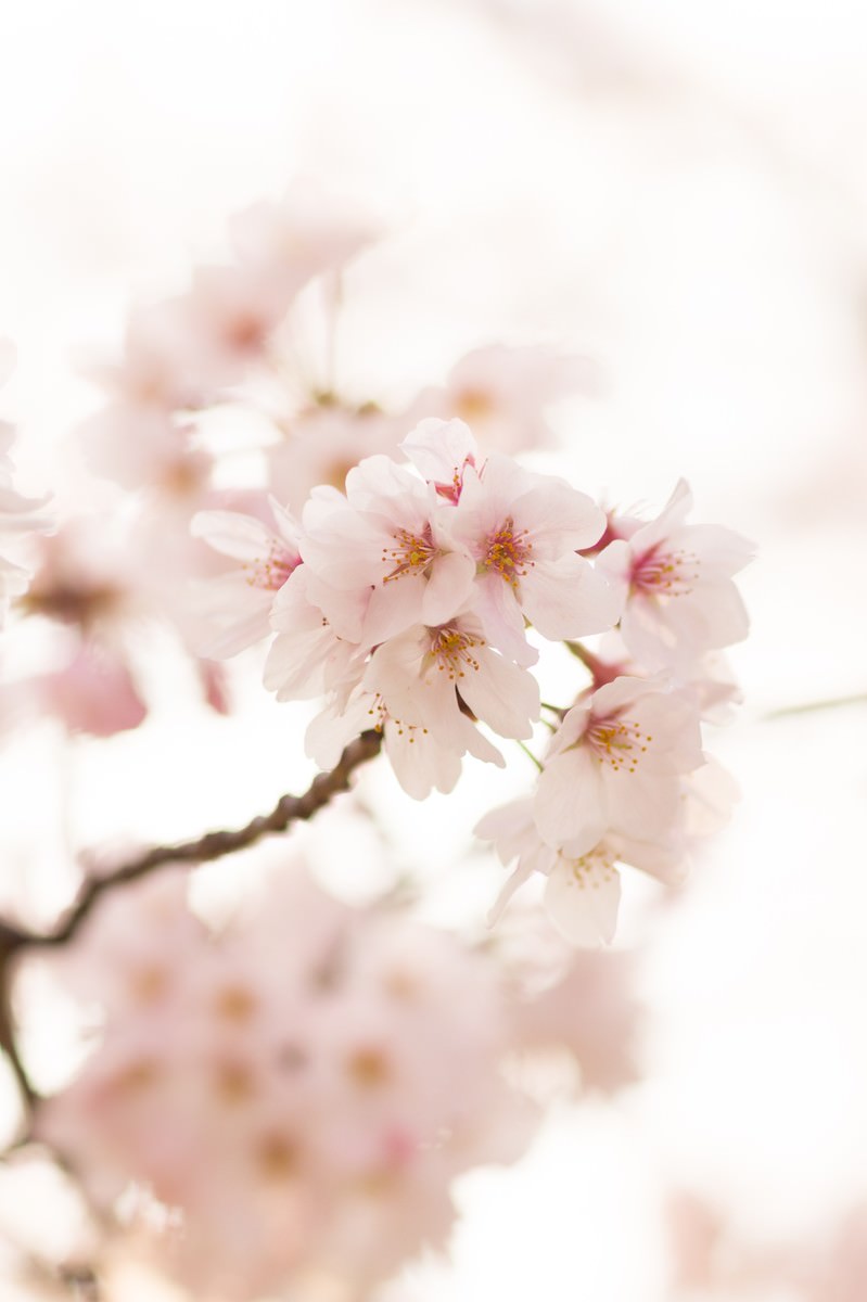サクラの花の写真を無料ダウンロード フリー素材 ぱくたそ サクラの花の写真を無料ダウンロード フリー素材 ぱくたそ