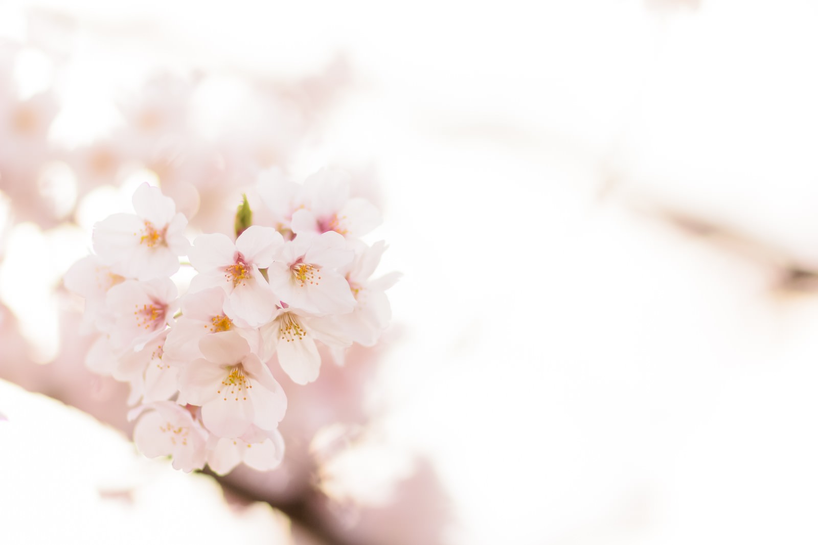 「桜の季節」