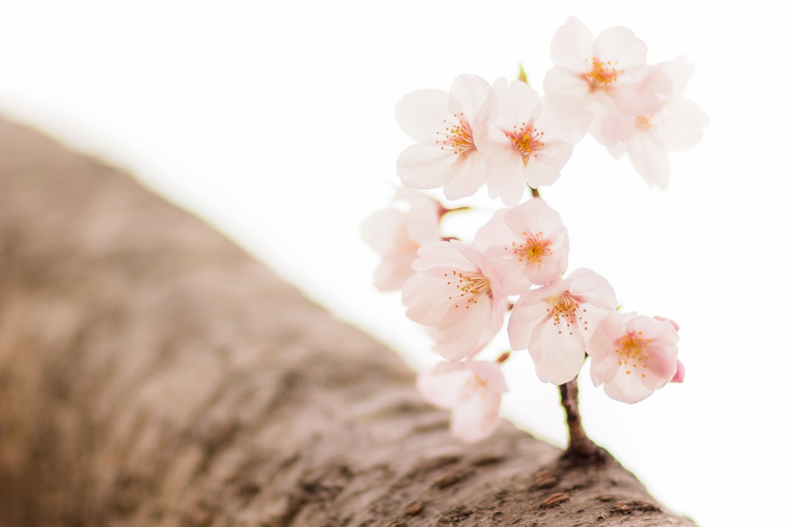 桜と枝の写真素材 ぱくたそ