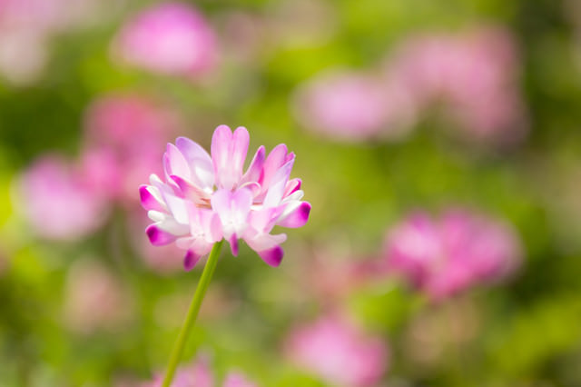 「野原に咲く蓮華草(レンゲソウ)」のフリー写真素材
