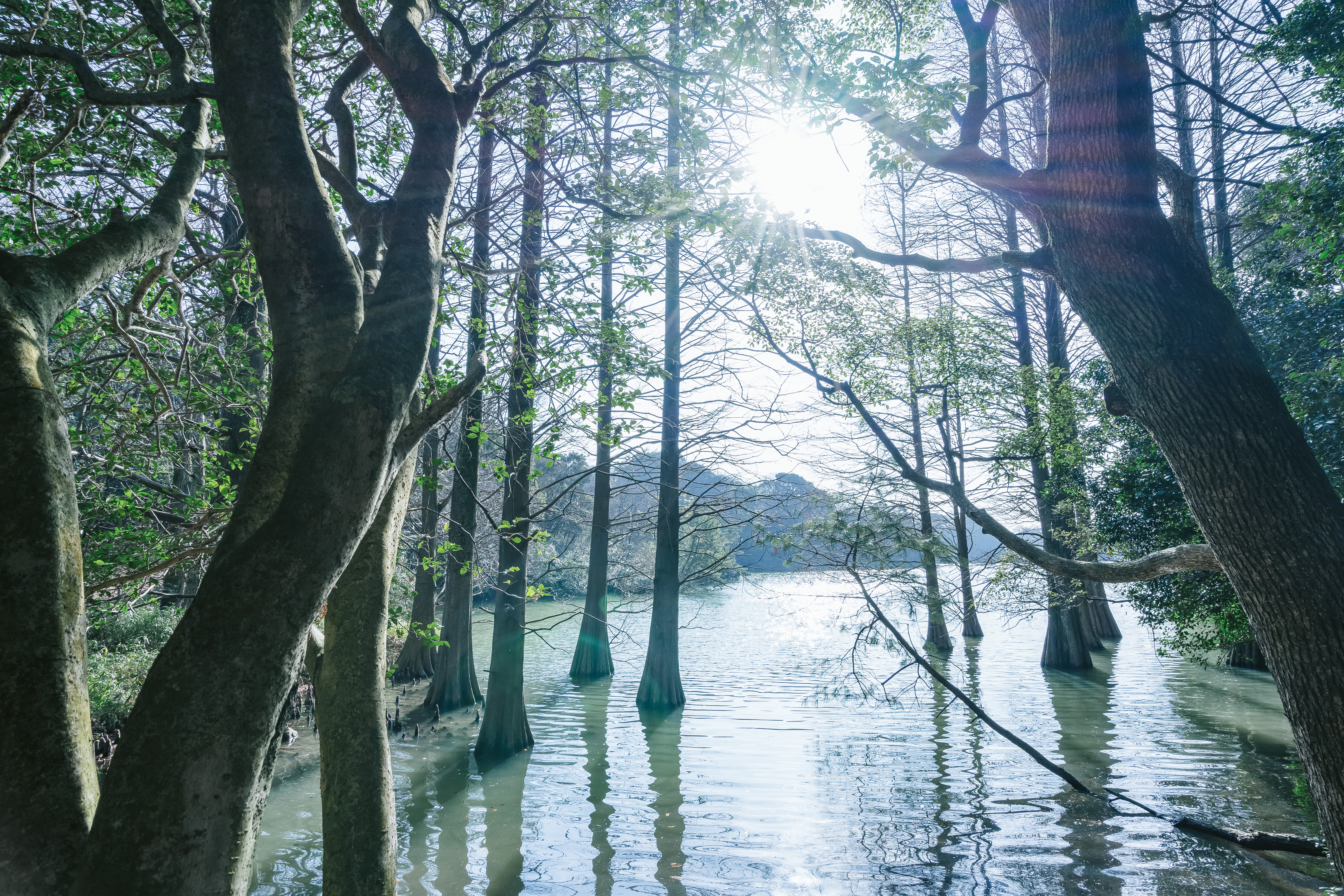 幻想的な篠栗九大の森の写真素材 ぱくたそ