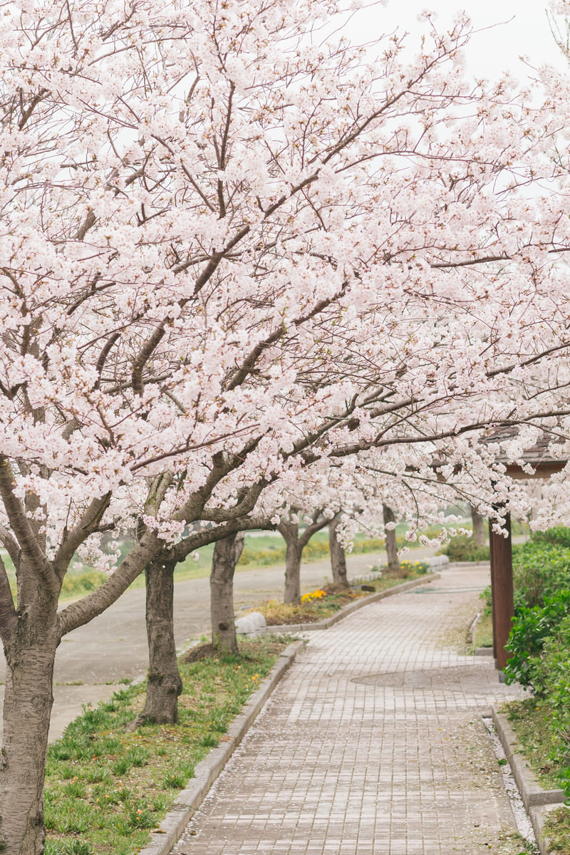 歩道の側に咲く桜並木の写真素材 ぱくたそ