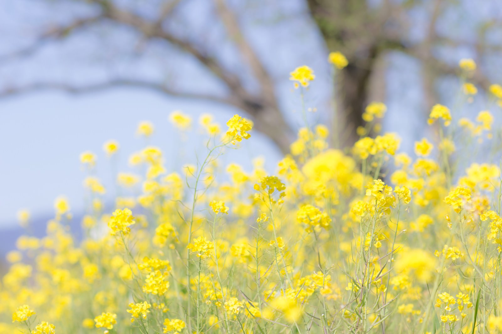 春を彩る菜の花の写真 画像 フリー素材 ぱくたそ