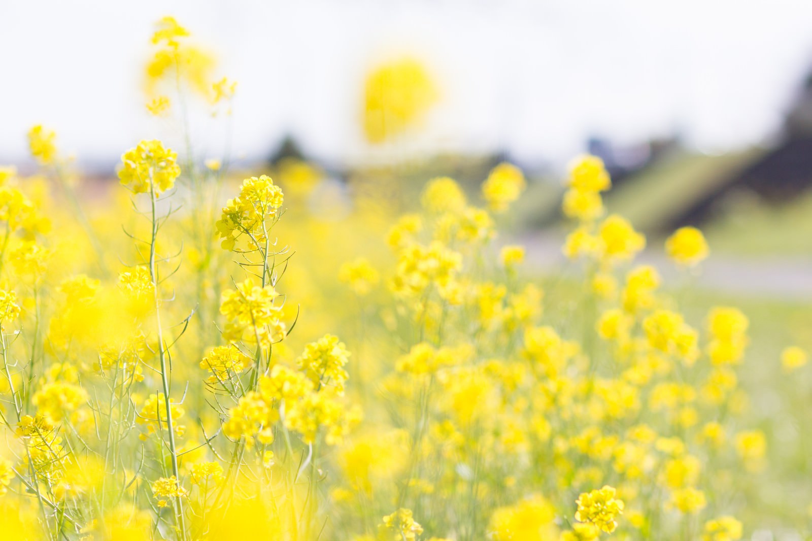 菜の花の季節の写真 画像 を無料ダウンロード フリー素材のぱくたそ