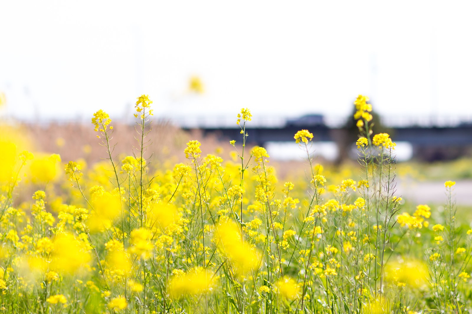 春を感じる菜の花の写真を無料ダウンロード フリー素材 ぱくたそ