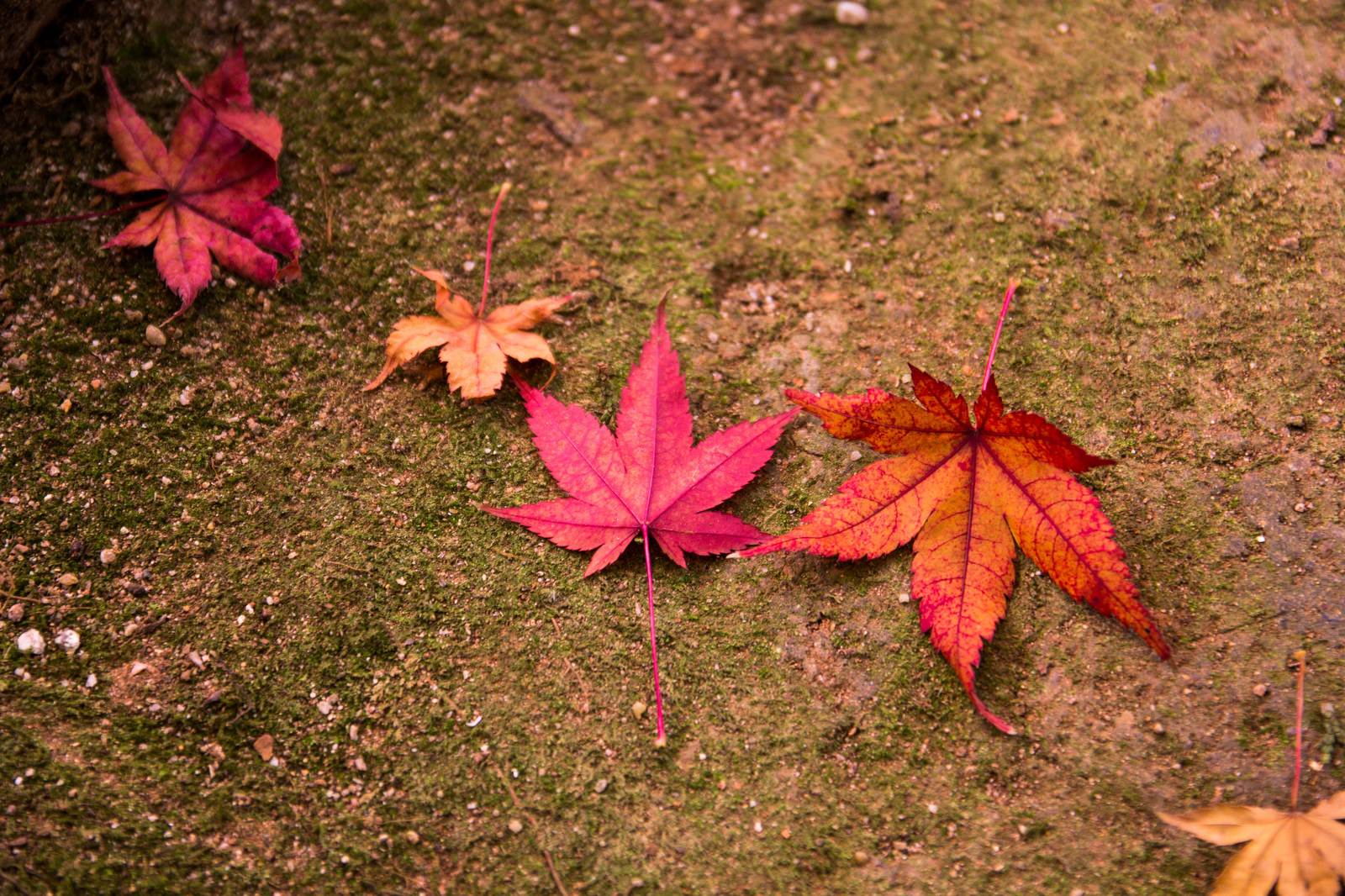 紅葉した落ち葉の写真素材 ぱくたそ