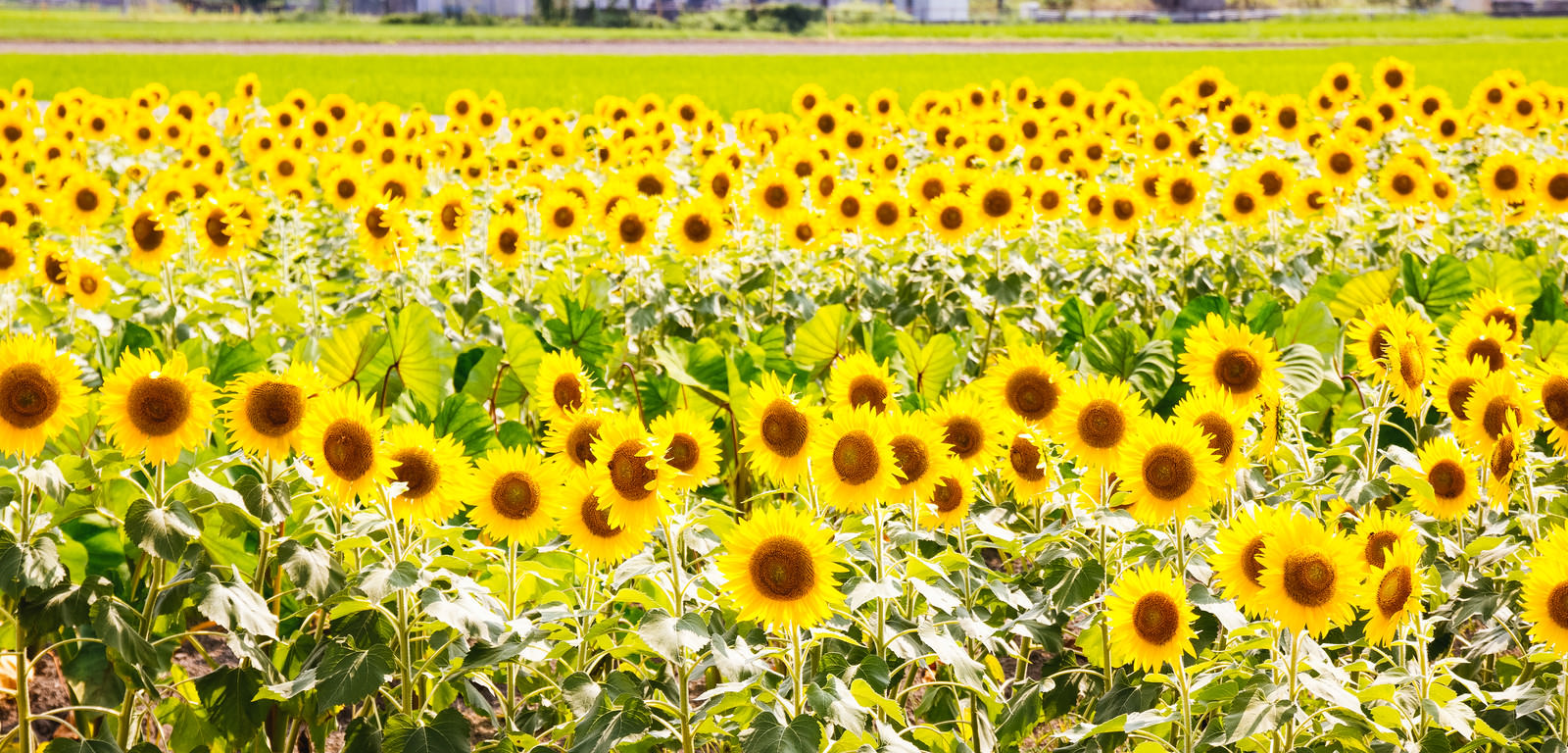 ぎっしり向日葵畑の写真 画像 フリー素材 ぱくたそ