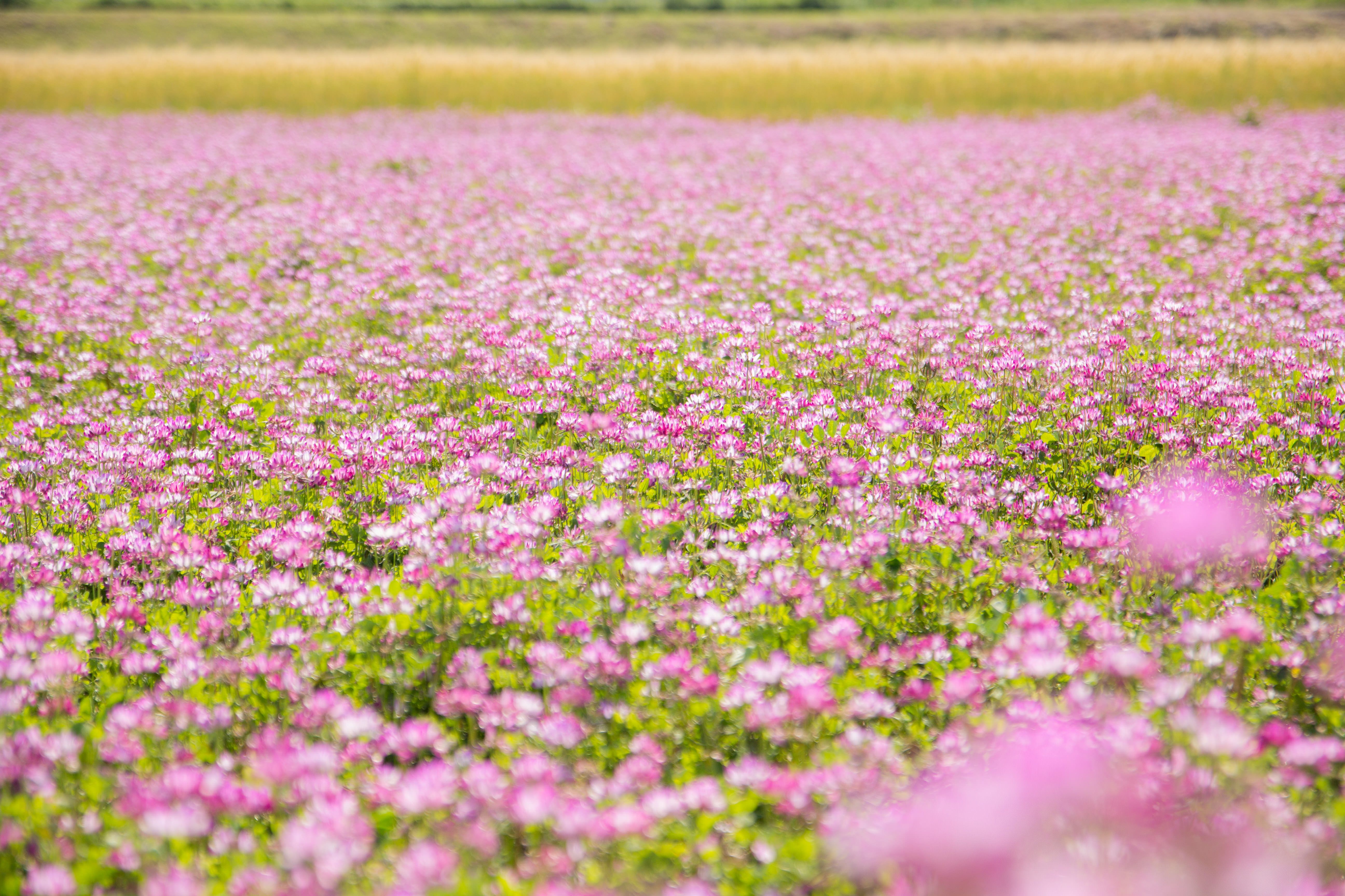 一面に咲くれんげの花の写真 画像 フリー素材 ぱくたそ