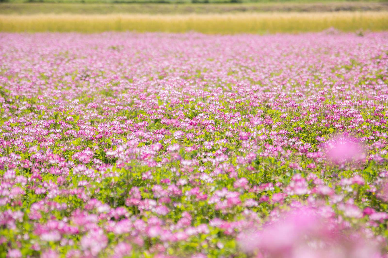 一面に咲くれんげの花の無料の写真素材 フリー素材 をダウンロード ぱくたそ