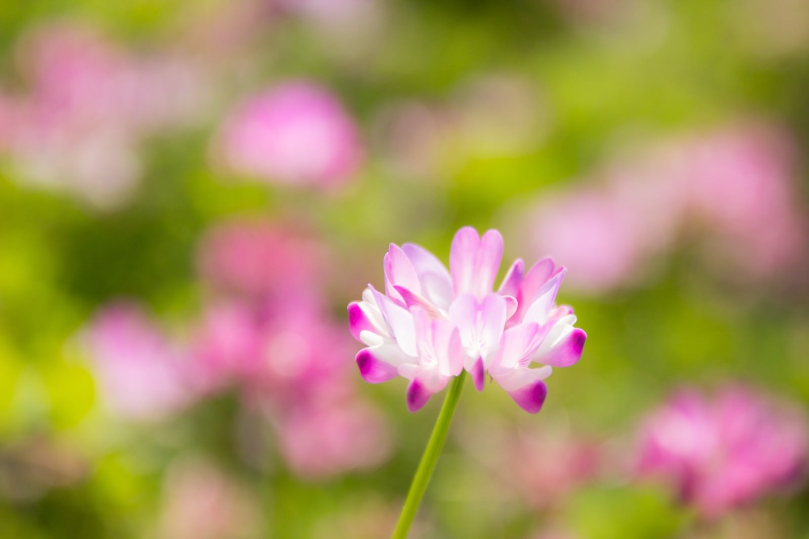 蓮華の花の写真素材 ぱくたそ