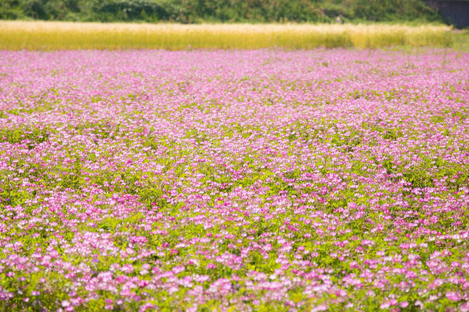 お花畑 蓮華 の写真 フリー素材は ぱくたそ 写真を無料ダウンロード