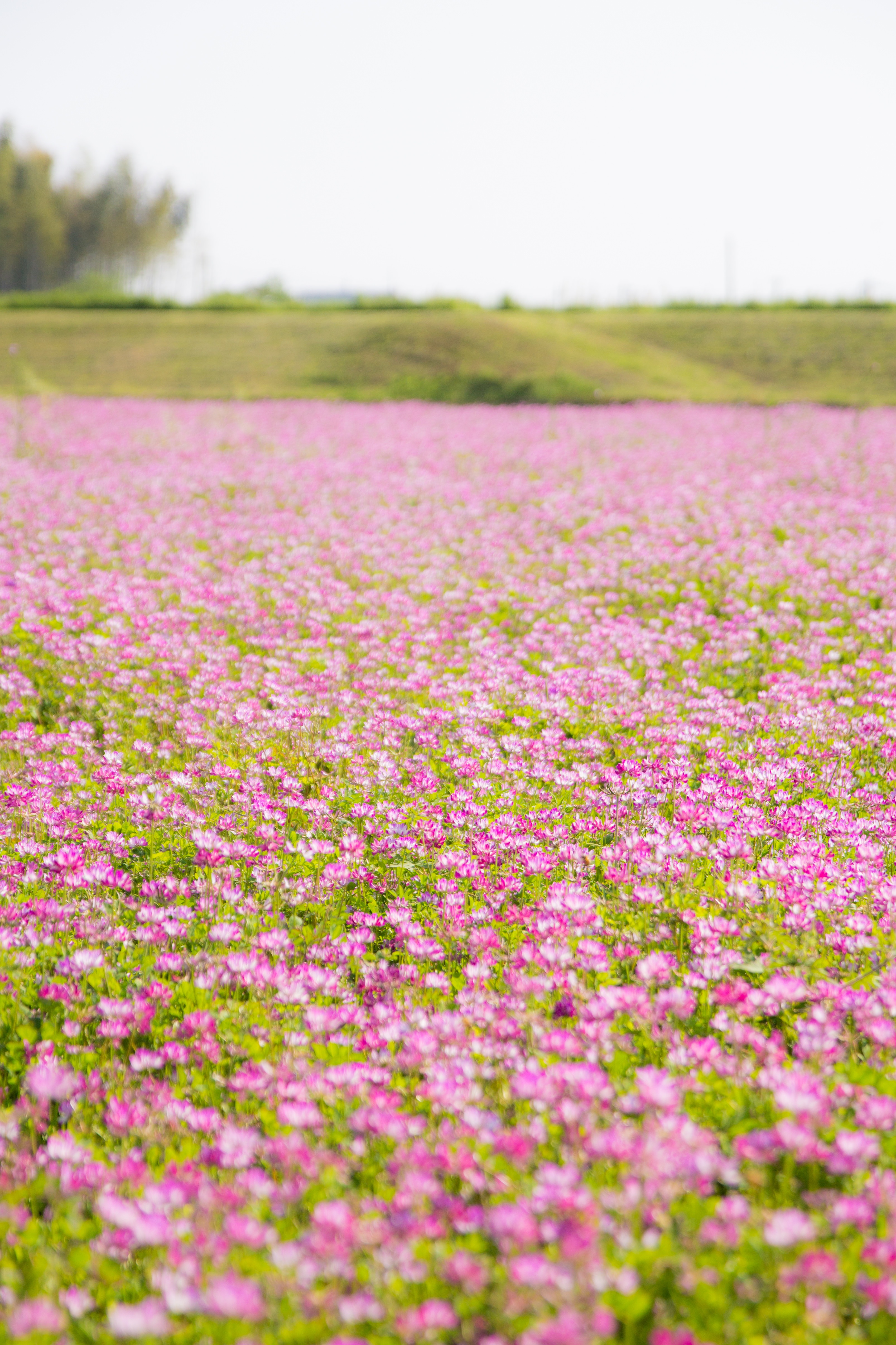 蓮華畑の無料の写真素材 フリー素材 をダウンロード ぱくたそ