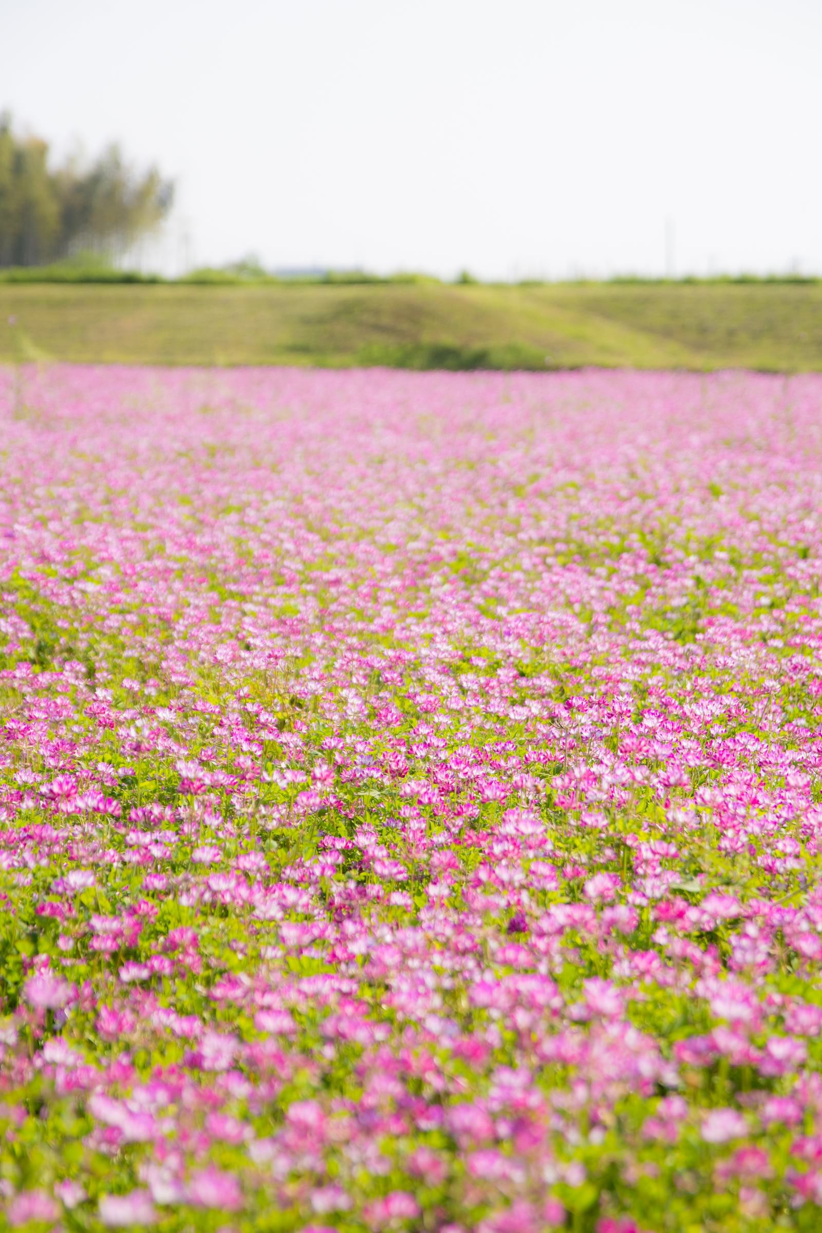 蓮華畑の写真を無料ダウンロード フリー素材 ぱくたそ 蓮華畑の写真を無料ダウンロード フリー素材 ぱくたそ