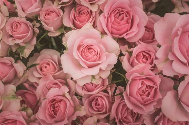 薄ピンク色の薔薇のテクスチャー
