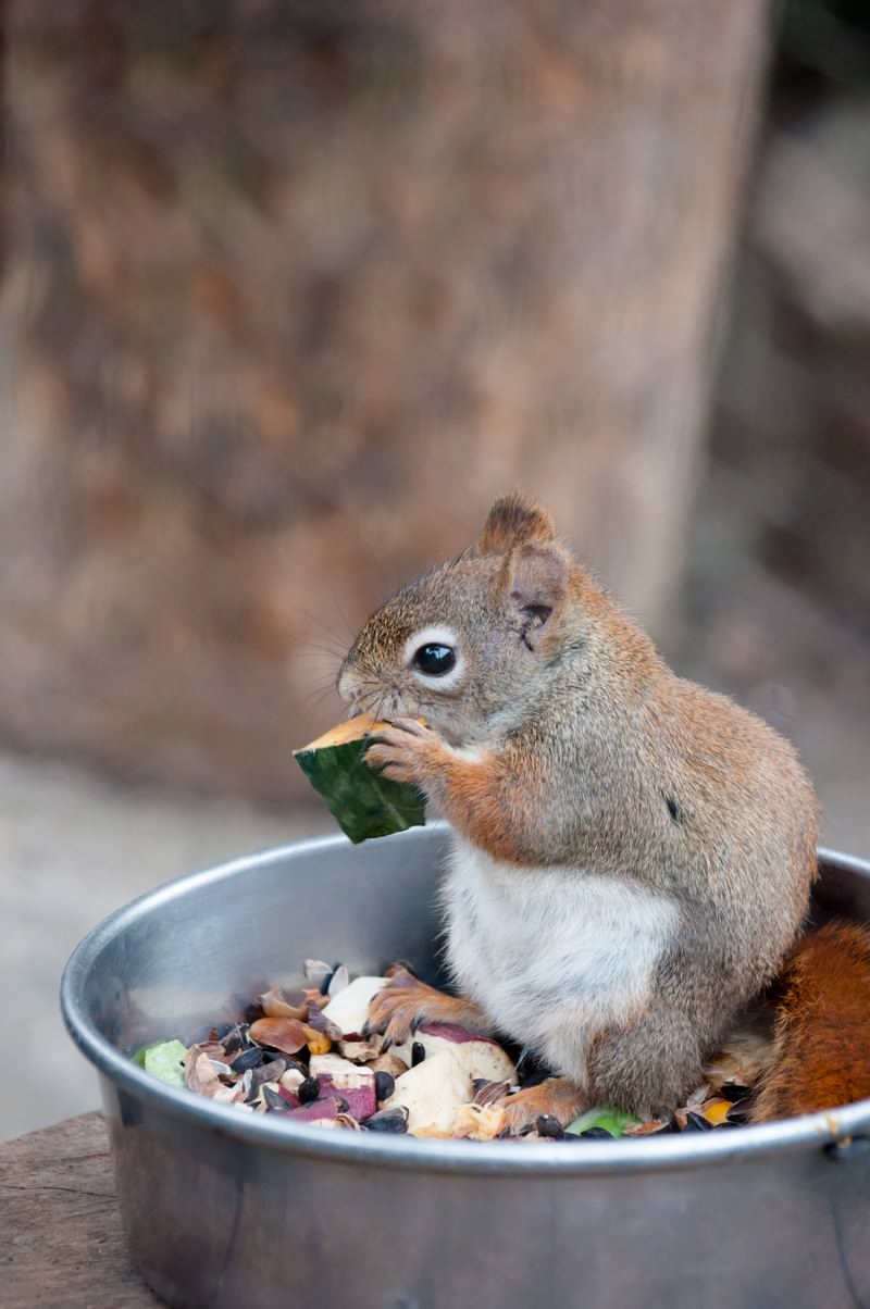 ã€Œã‹ã¼ã¡ã‚ƒã†ã‚ã‡ï¼ˆãƒªã‚¹ï¼‰ã€ã®å†™çœŸ