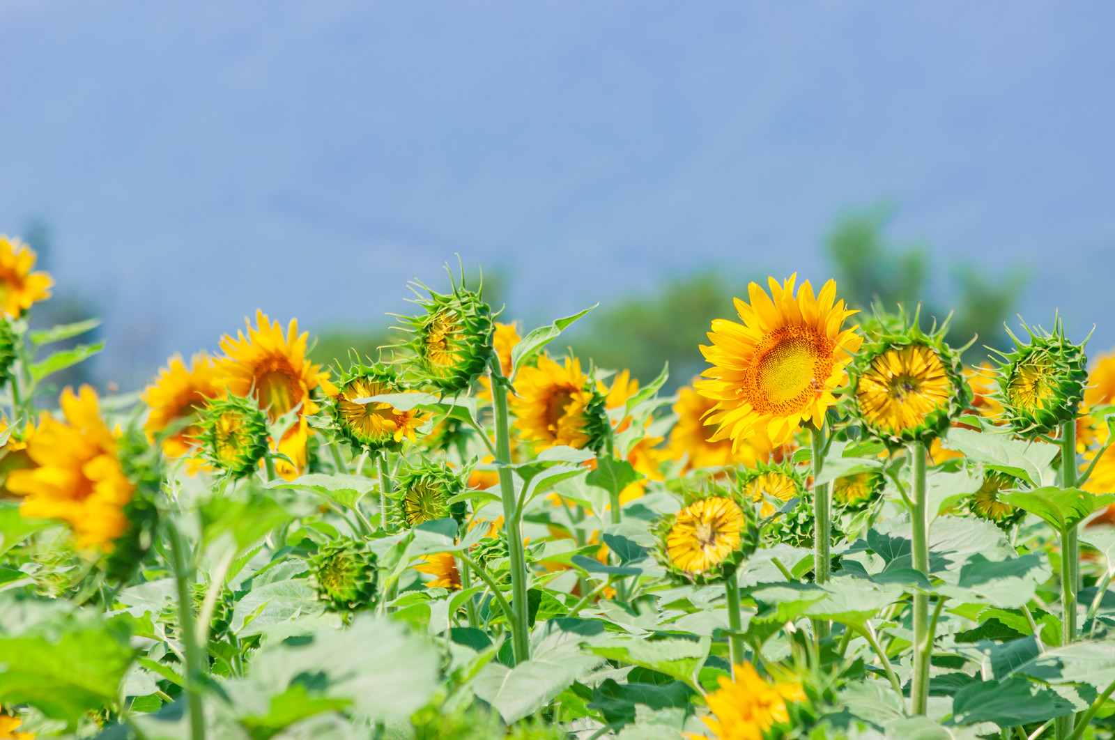 太陽に向かって咲くひまわり畑の写真 画像 を無料ダウンロード フリー素材のぱくたそ