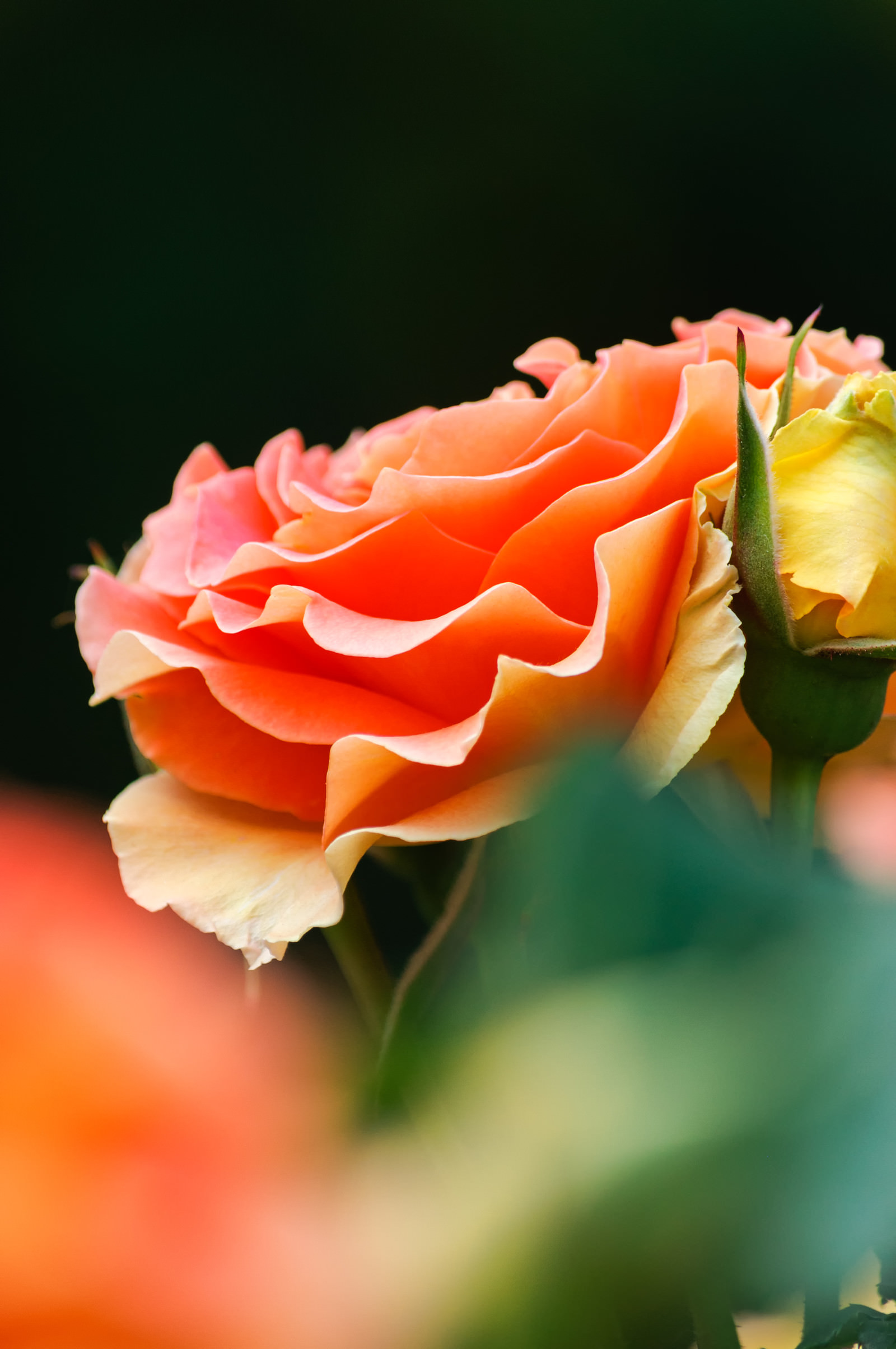 艶やかなオレンジのバラの写真 画像 を無料ダウンロード フリー素材のぱくたそ