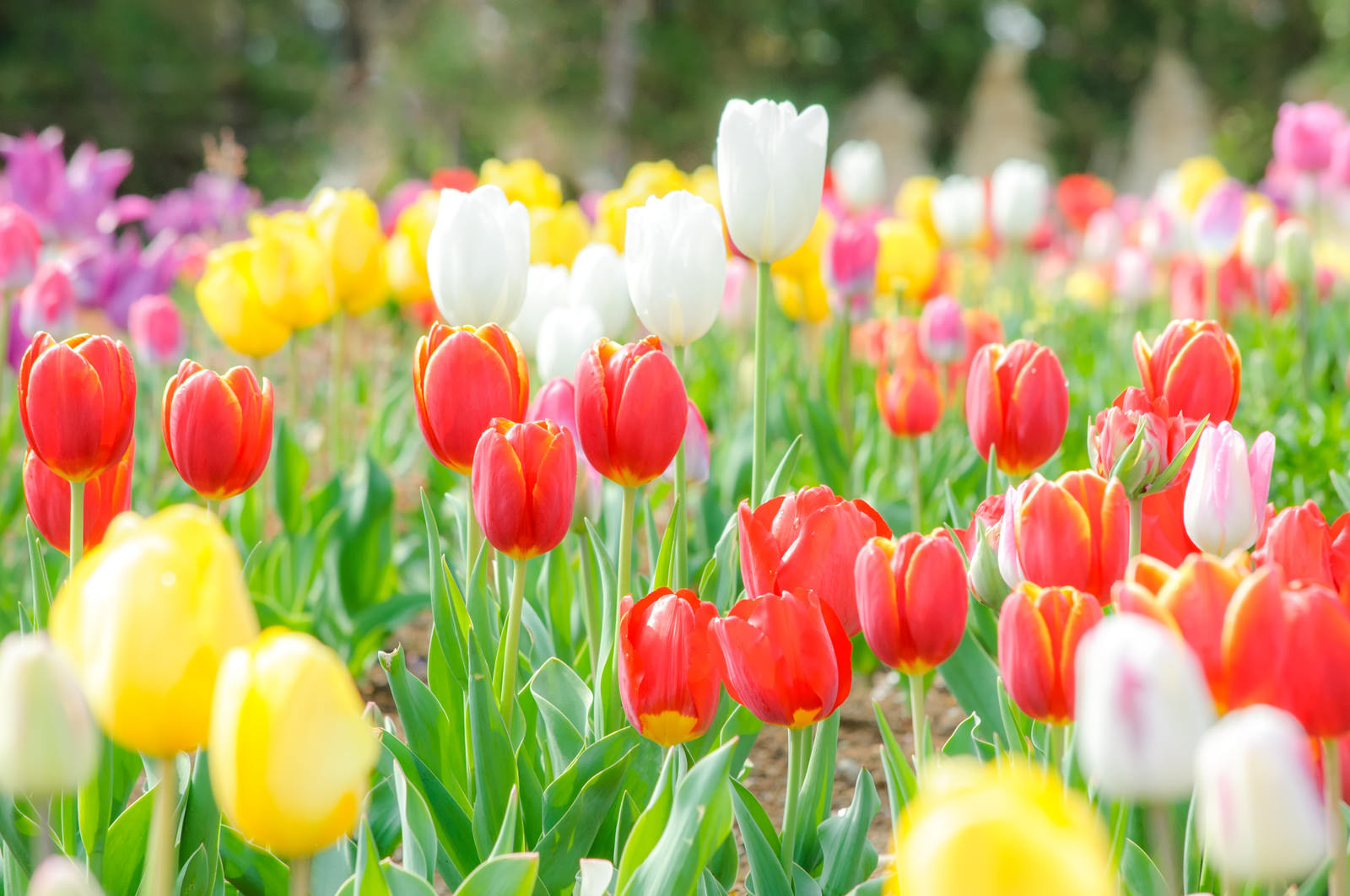 関東のお花畑🌷日本の春、一挙大集合！満開になる前に知っておきたい、花の種類と見どころスポット - オトナの女磨きOLのアンテナ日記