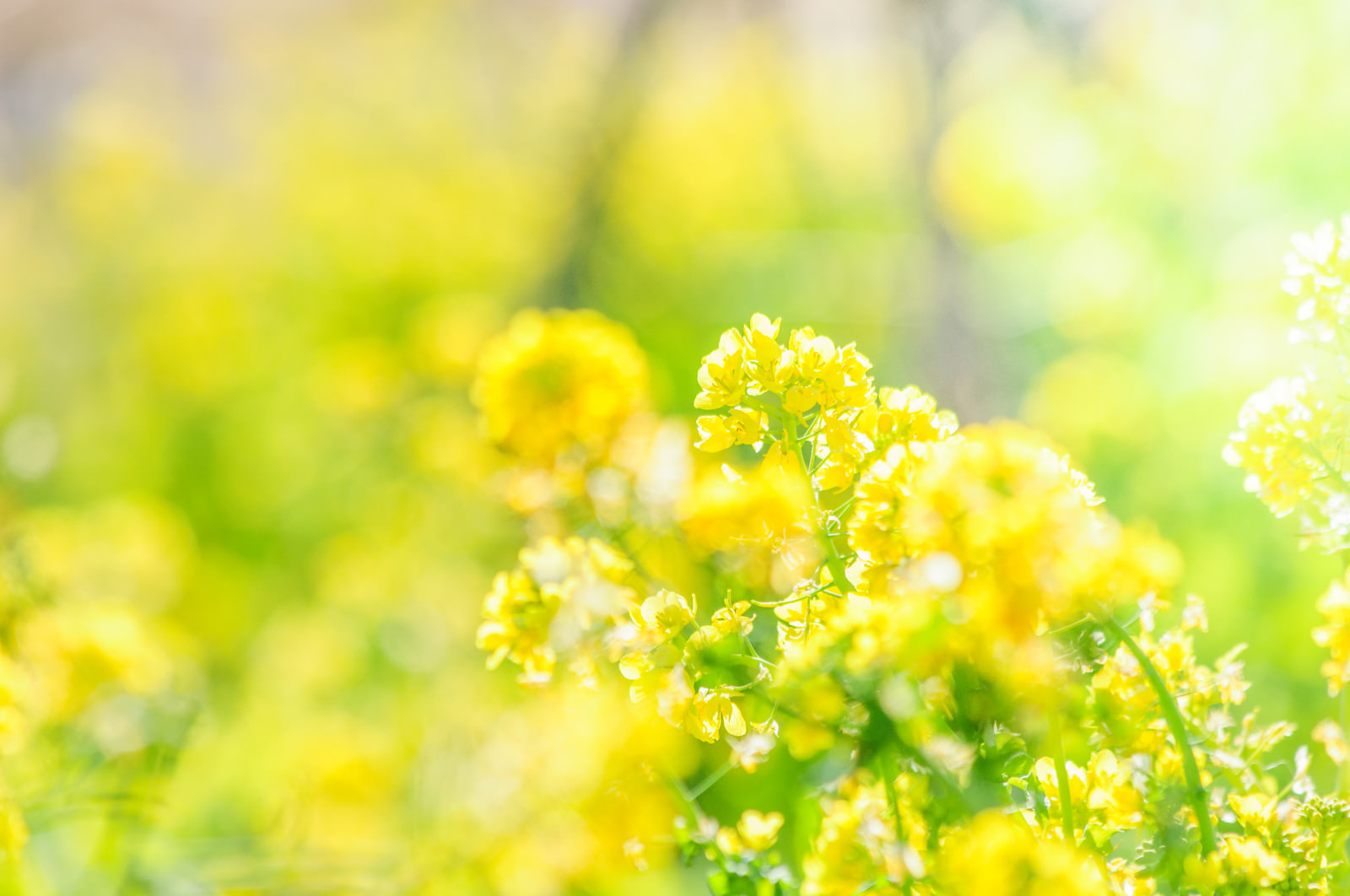 「菜の花満開」の写真