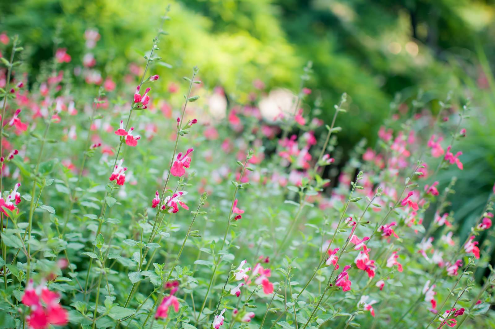 チェリーセージの写真 画像 を無料ダウンロード フリー素材のぱくたそ