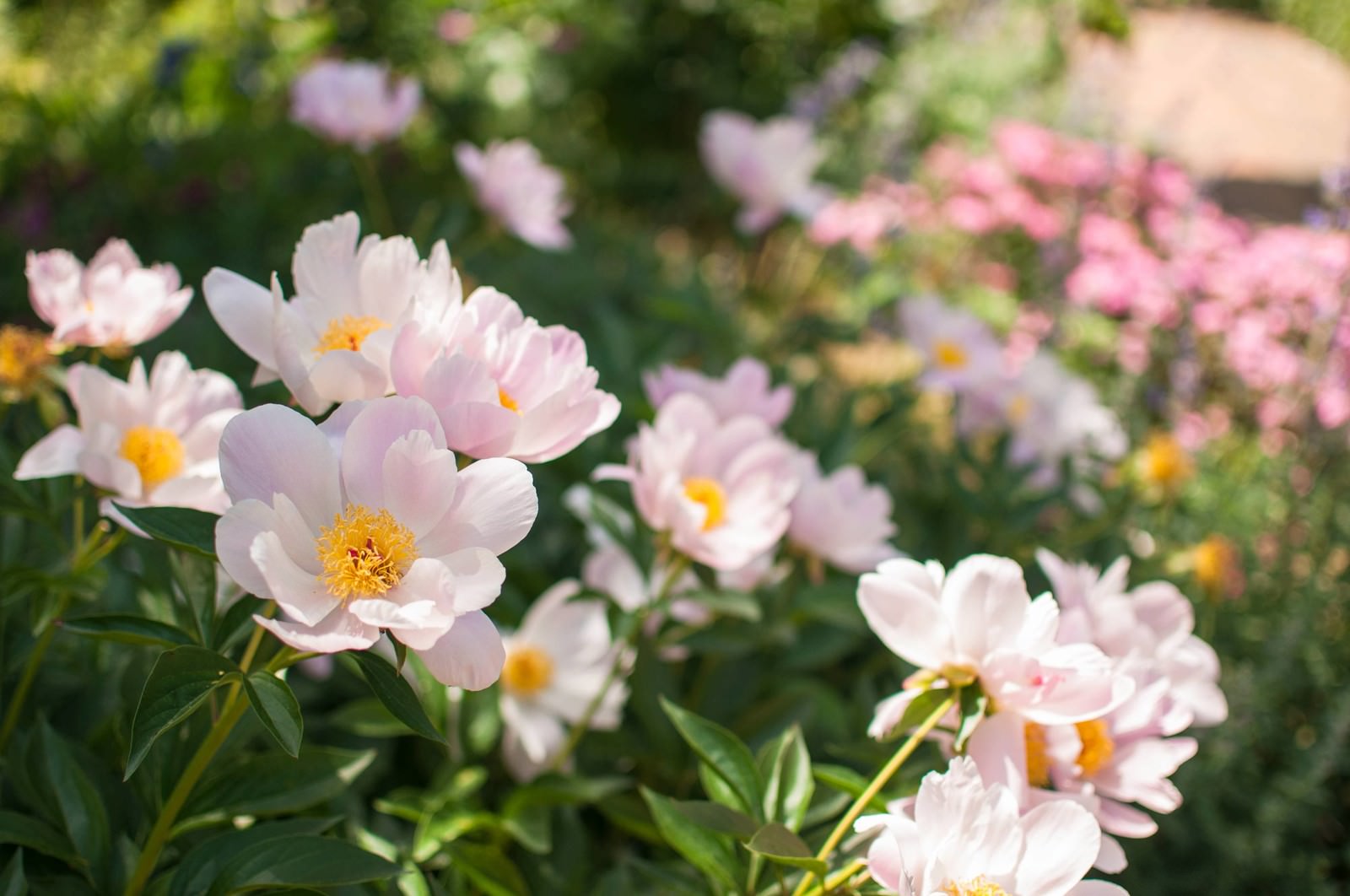 シャクヤクの花の写真を無料ダウンロード フリー素材 ぱくたそ