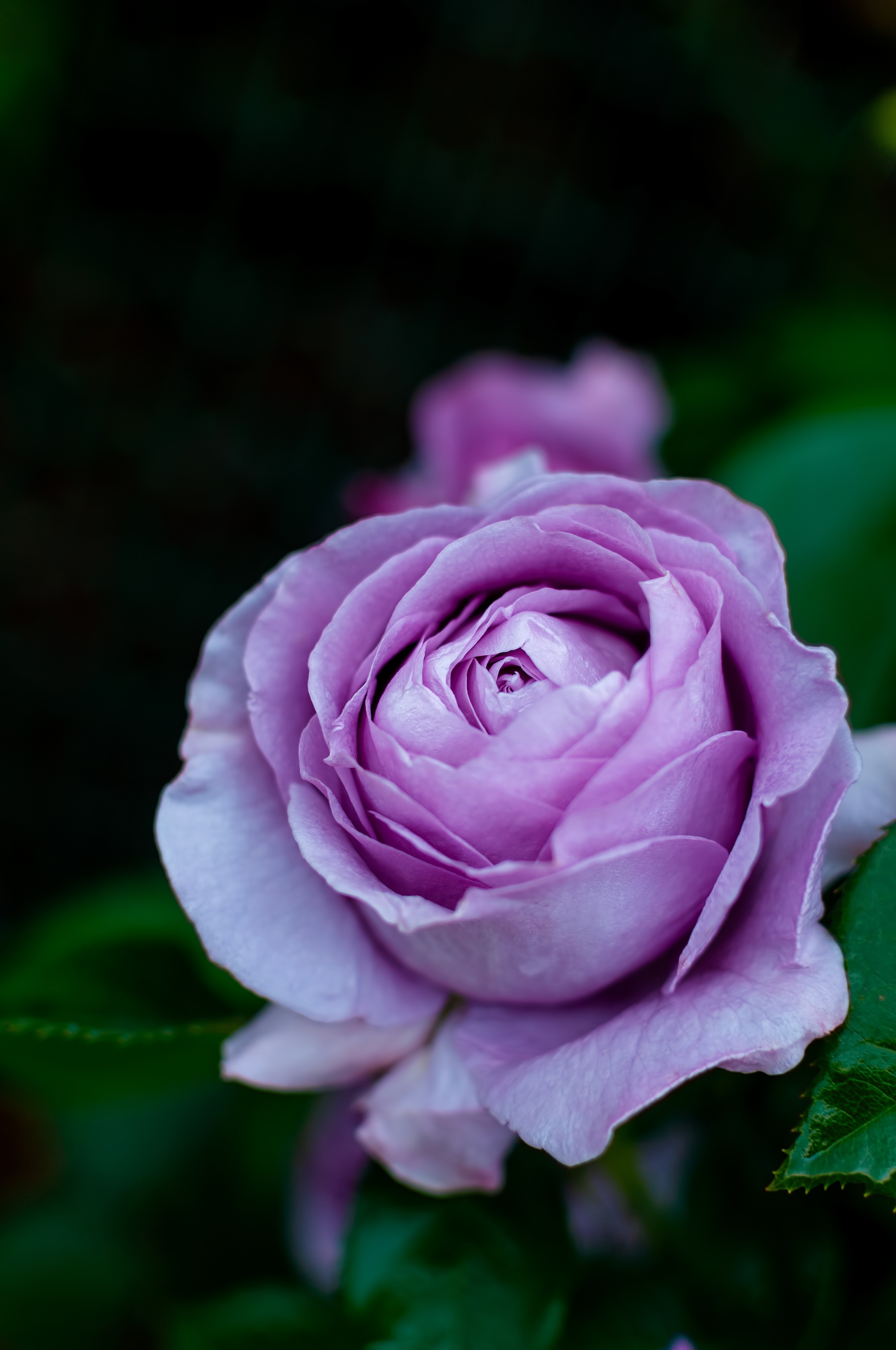 しのぶれど バラ の写真素材 ぱくたそ