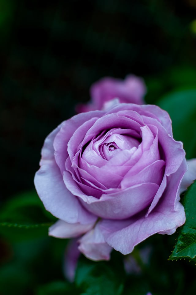 しのぶれど バラ の写真を無料ダウンロード フリー素材 ぱくたそ