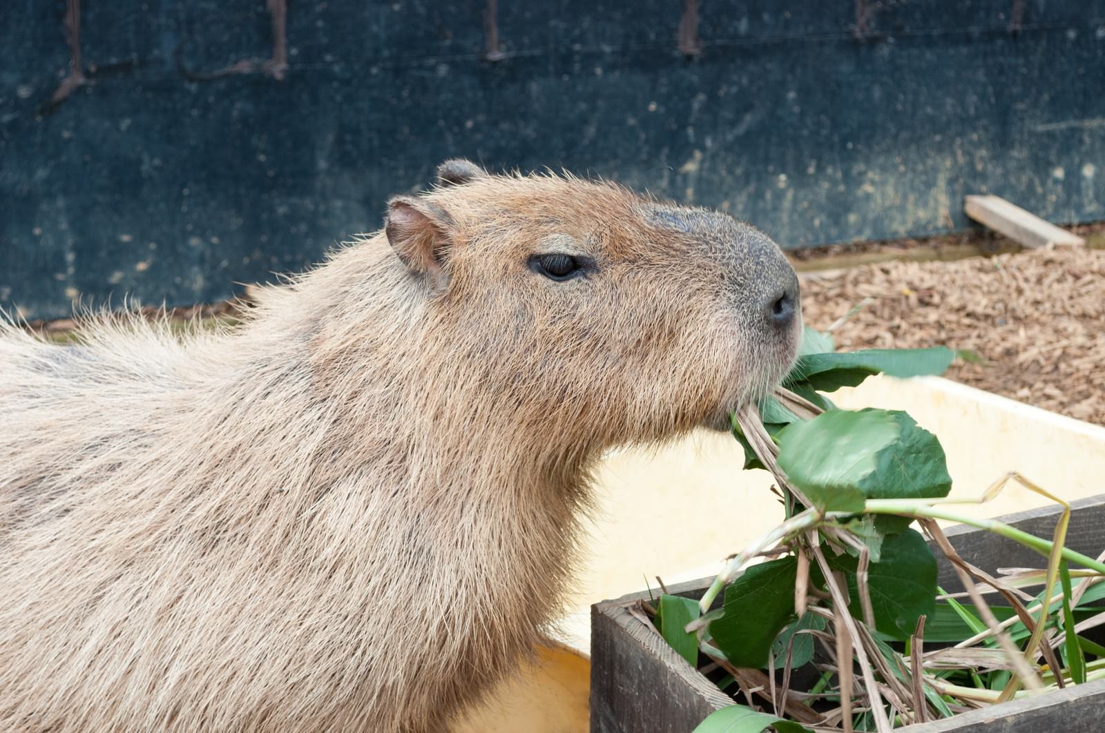 ã€Œã‚‚ã—ã‚ƒã‚‚ã—ã‚ƒã‚«ãƒ”ãƒãƒ©ã€ã®å†™çœŸ