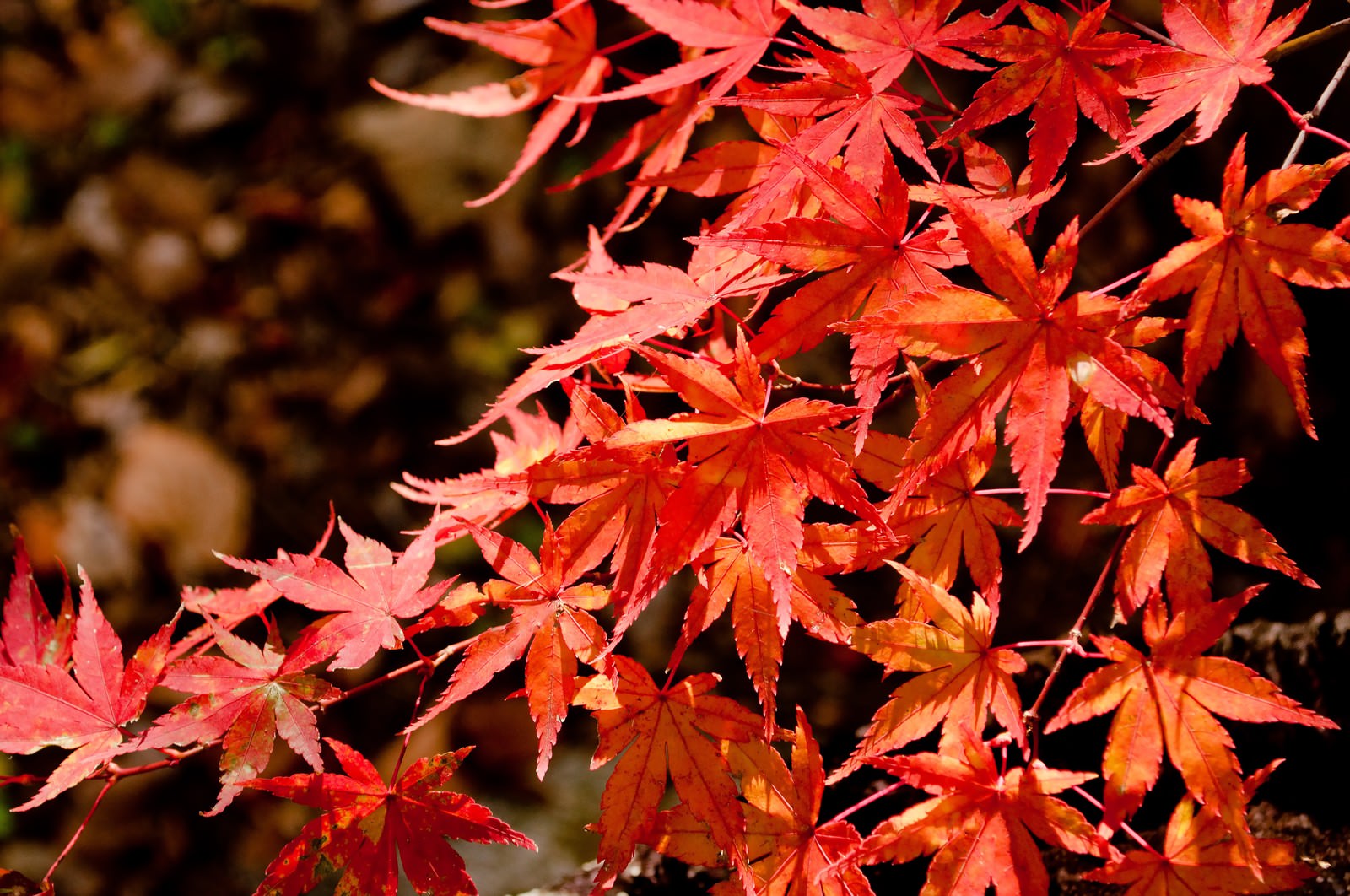 照る山紅葉の写真素材 ぱくたそ