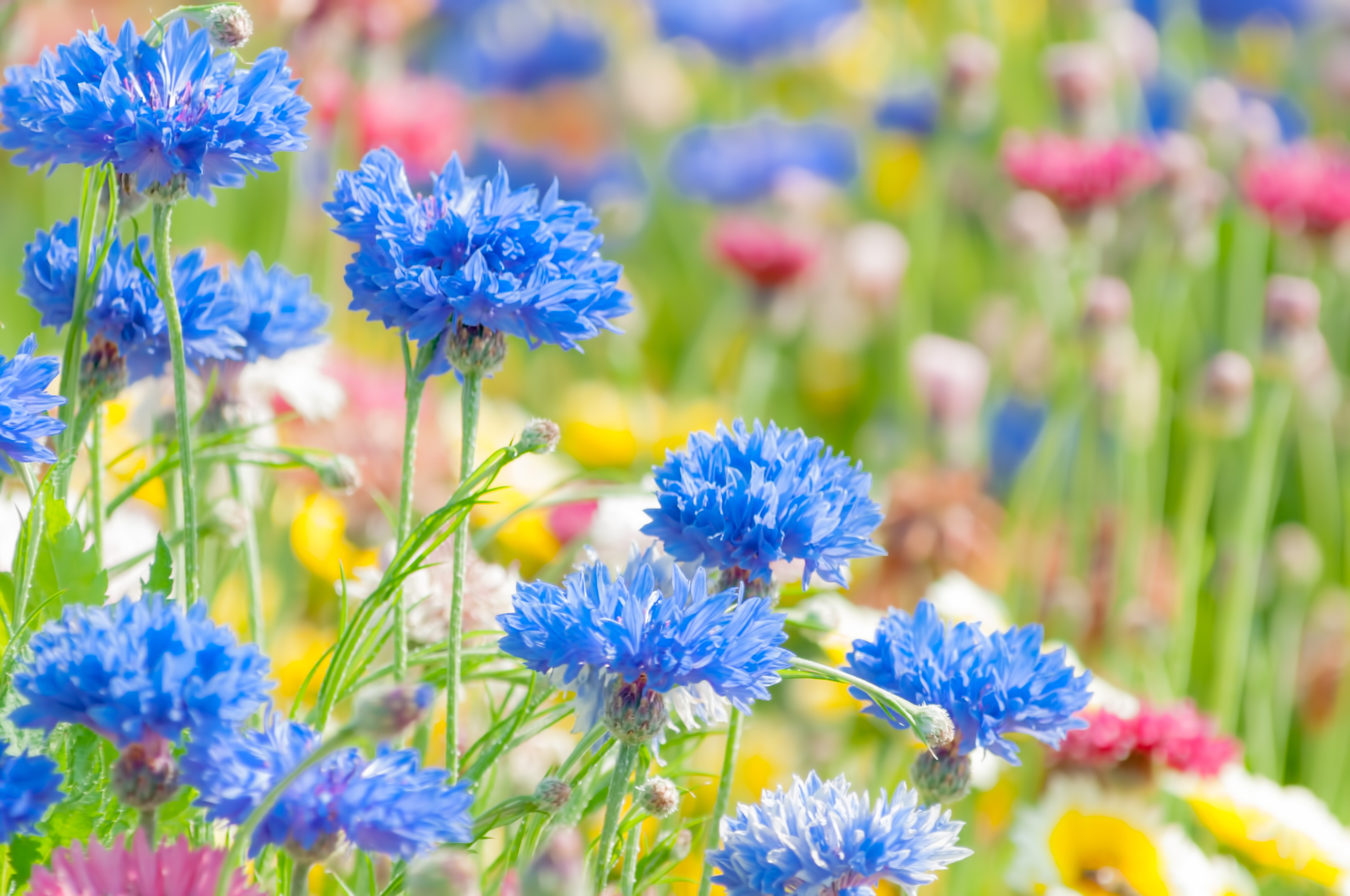 花畑の写真素材 ぱくたそ