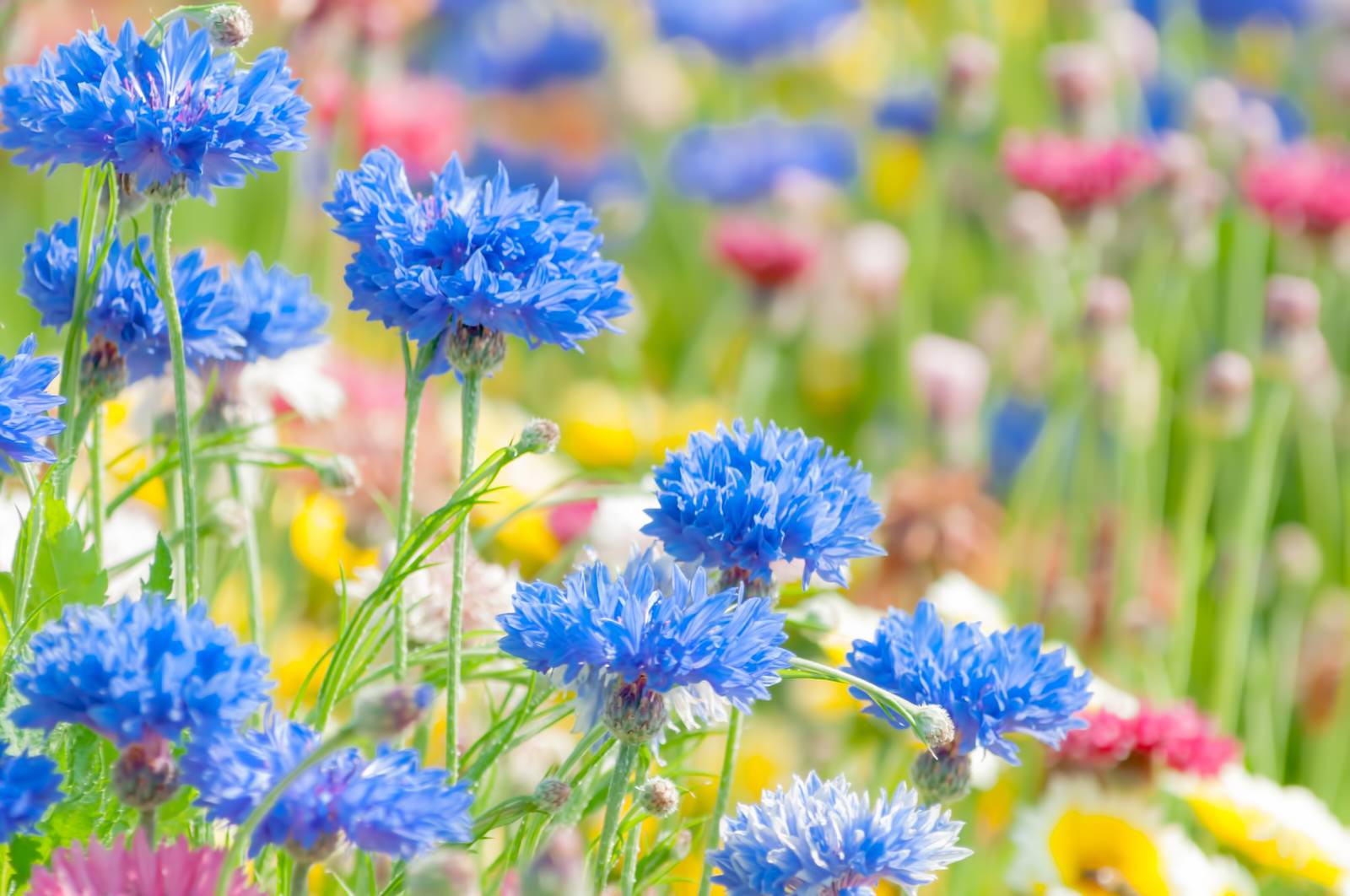 花畑のフリー素材 ぱくたそ