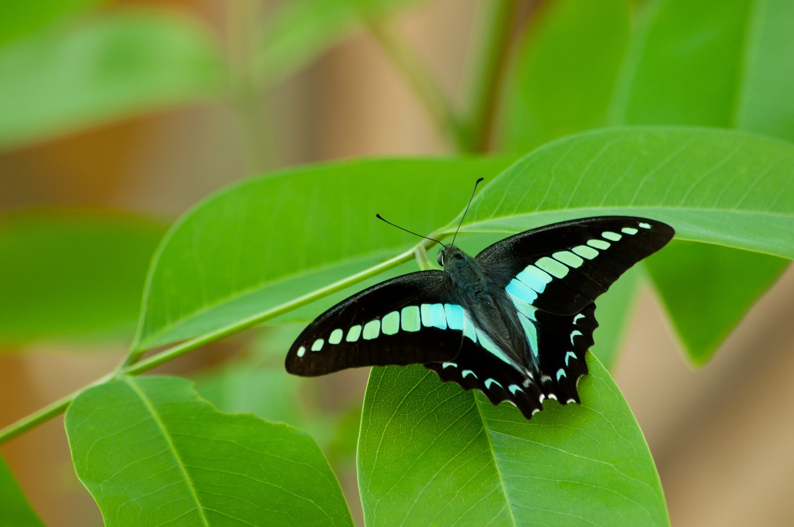 ELL88_aosujiageha2014091314261