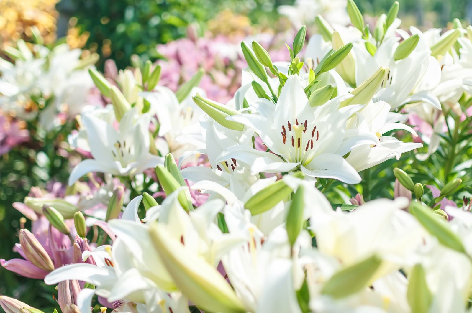 「花開く百合」の写真