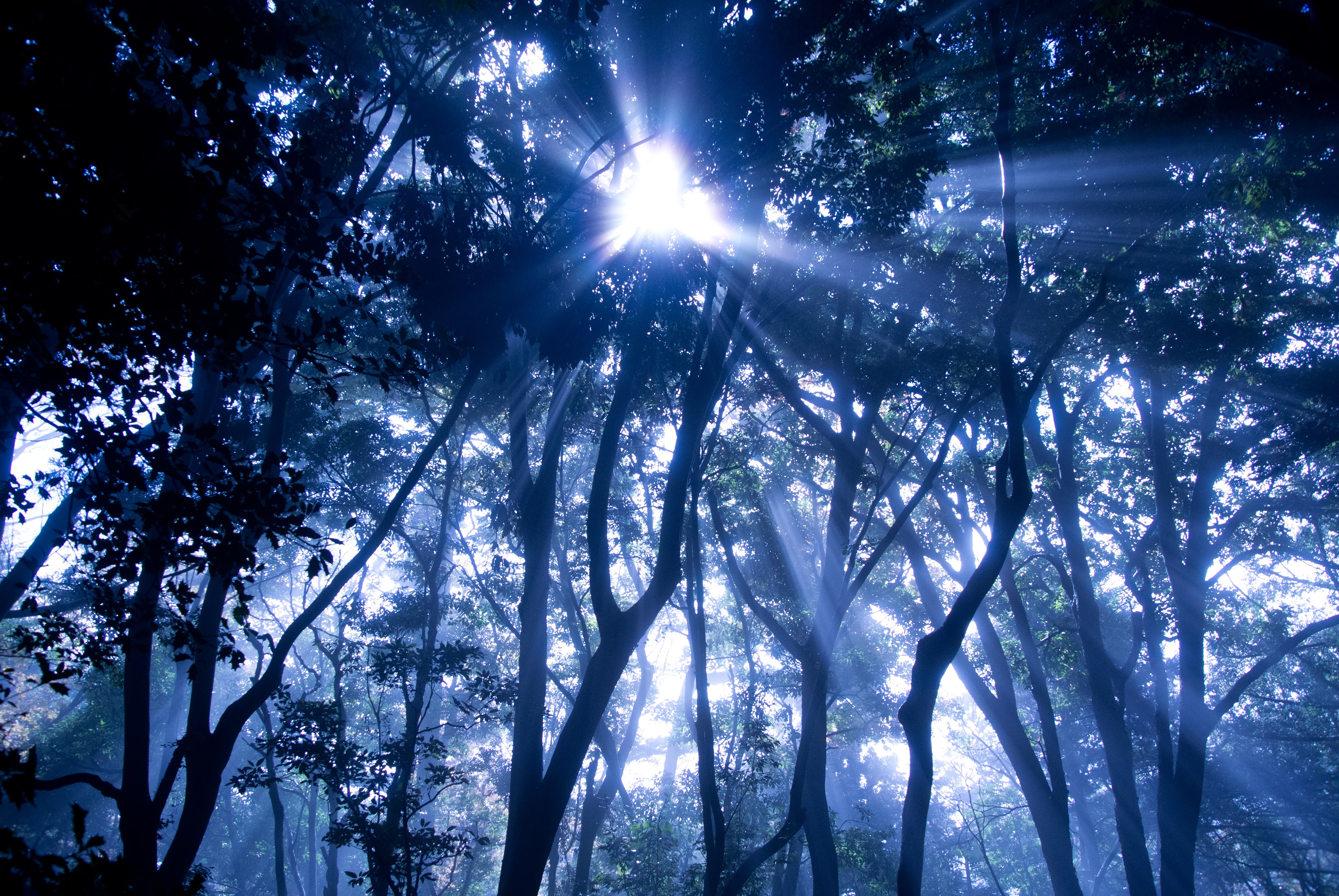 光の森の写真 画像 を無料ダウンロード フリー素材のぱくたそ