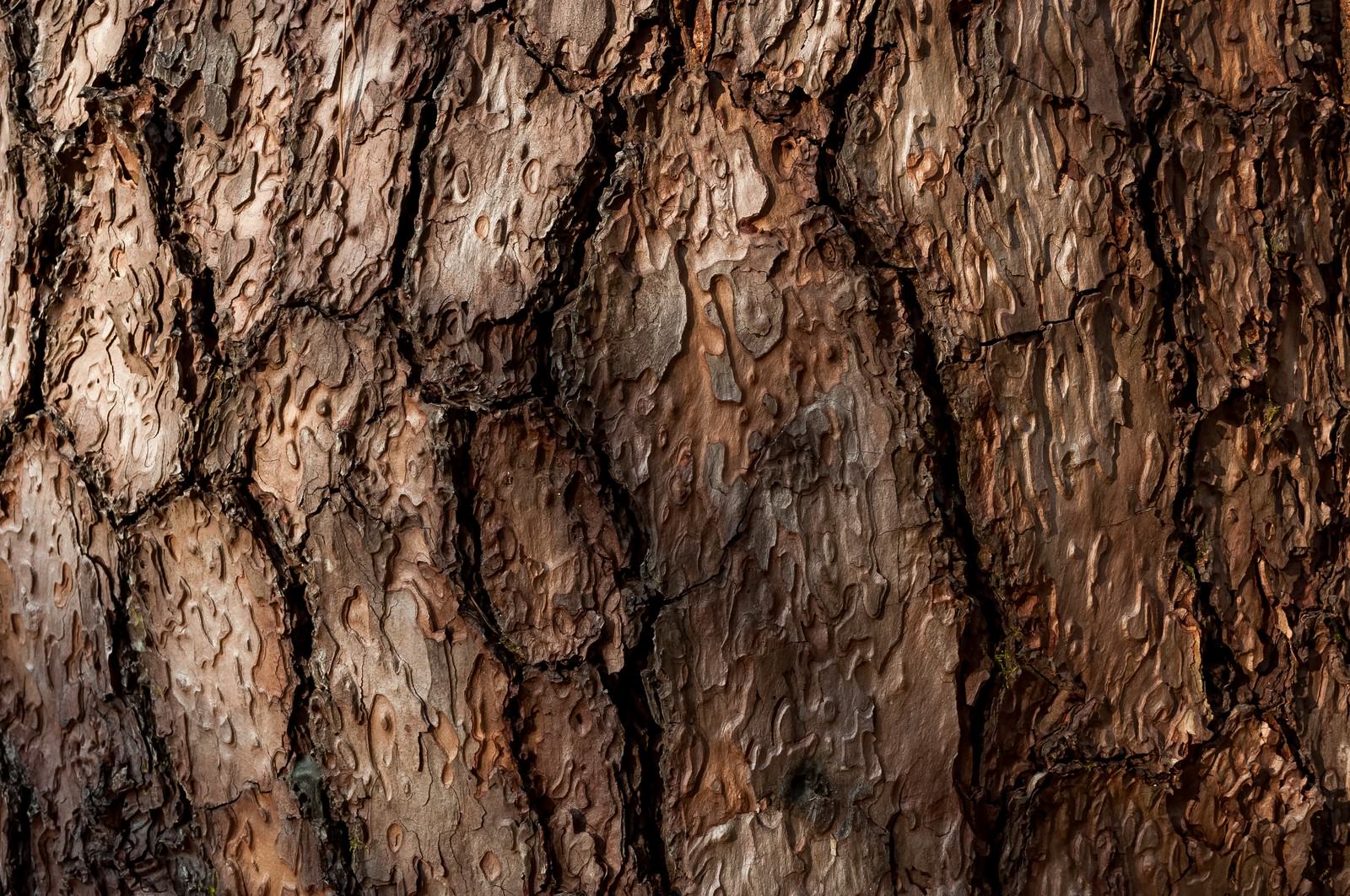 木の幹のテクスチャーの写真を無料ダウンロード フリー素材 ぱくたそ