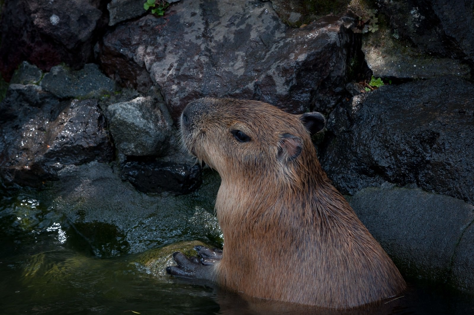 のんびり浸かるカピバラの写真素材 ぱくたそ