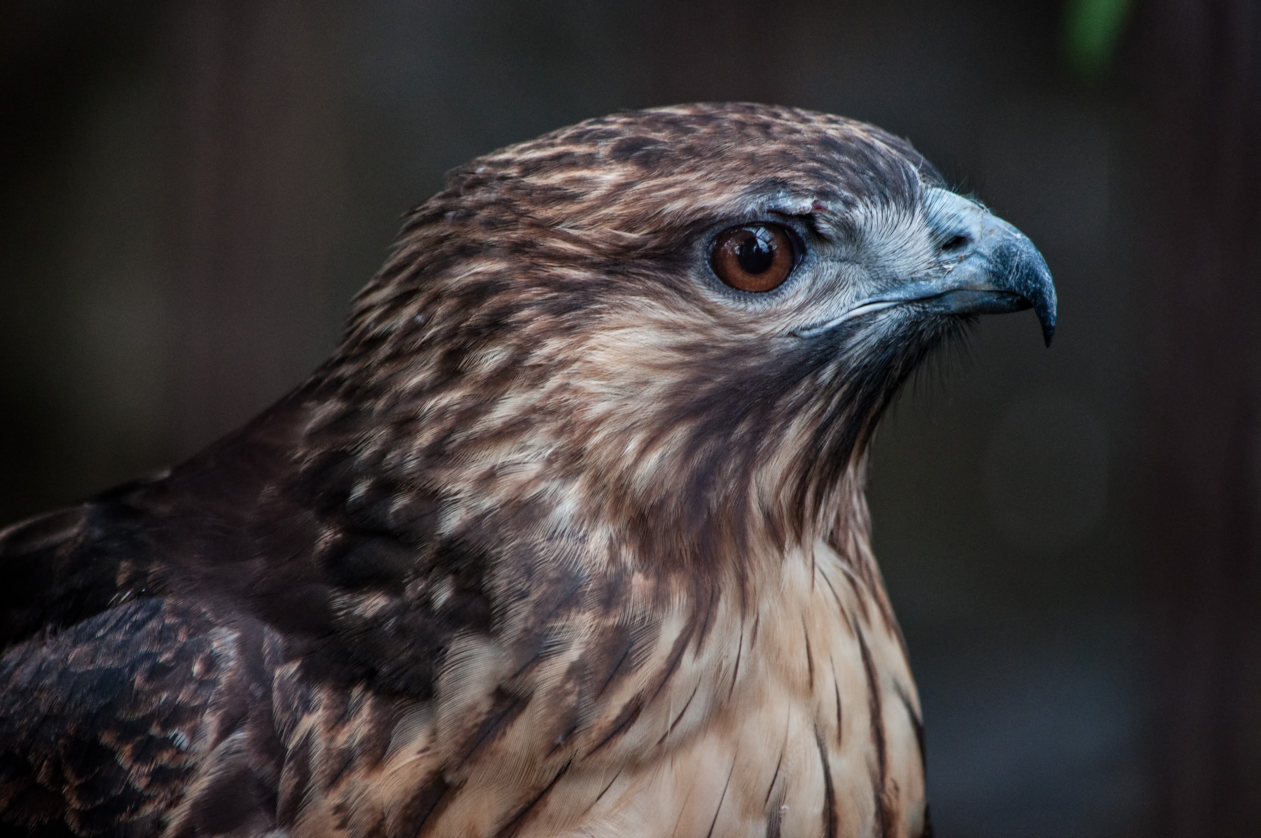 ノスリ 鳥 の横顔の写真素材 ぱくたそ