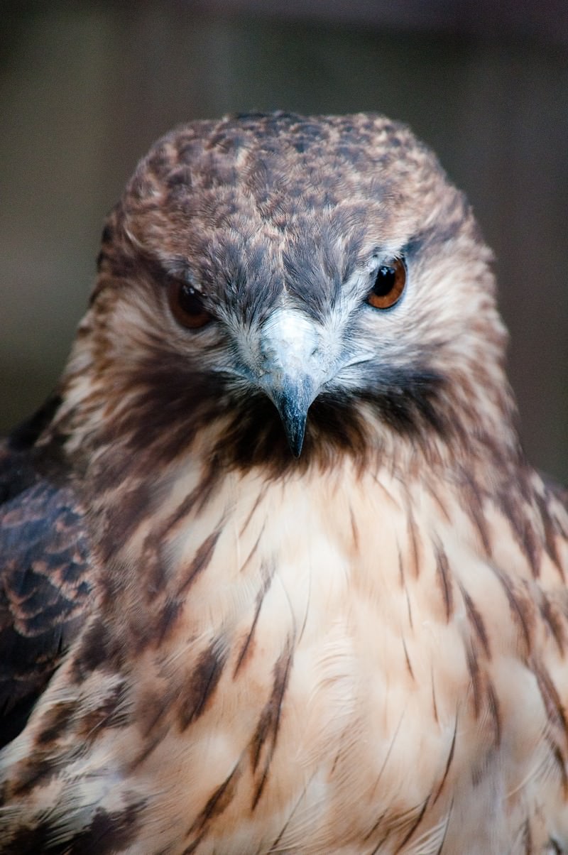 ノスリ 鳥 の正面顔の写真素材 ぱくたそ