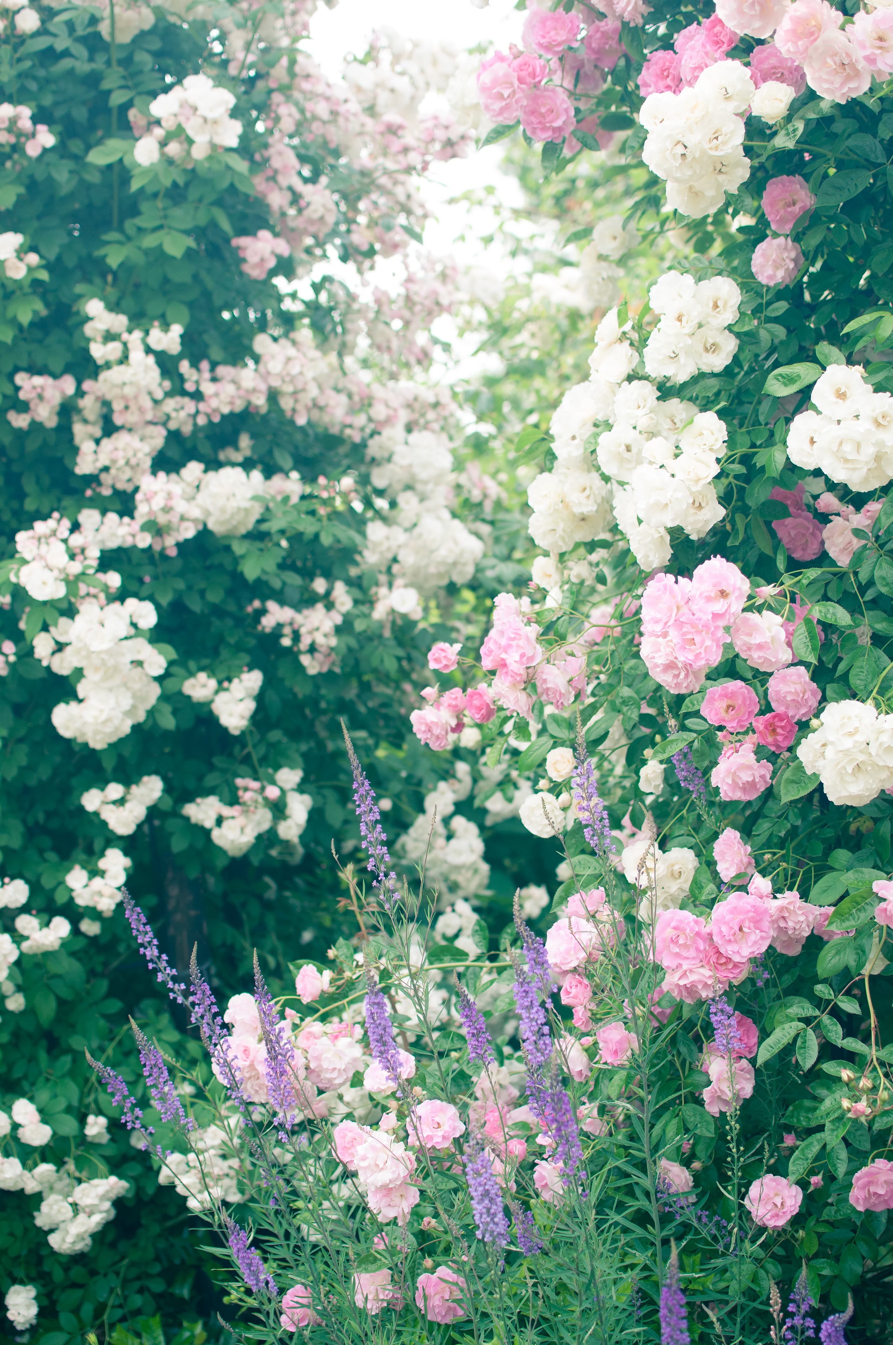 オベリスクに絡まる蔓と薔薇の写真を無料ダウンロード フリー素材 ぱくたそ