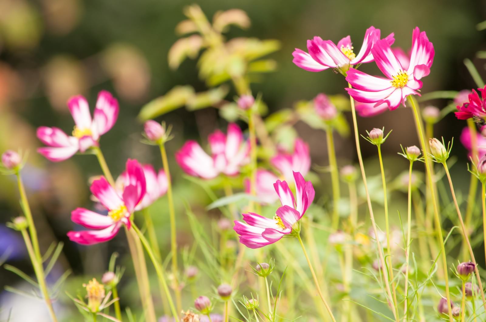 コスモスの花の写真 フリー素材は ぱくたそ 写真を無料ダウンロード