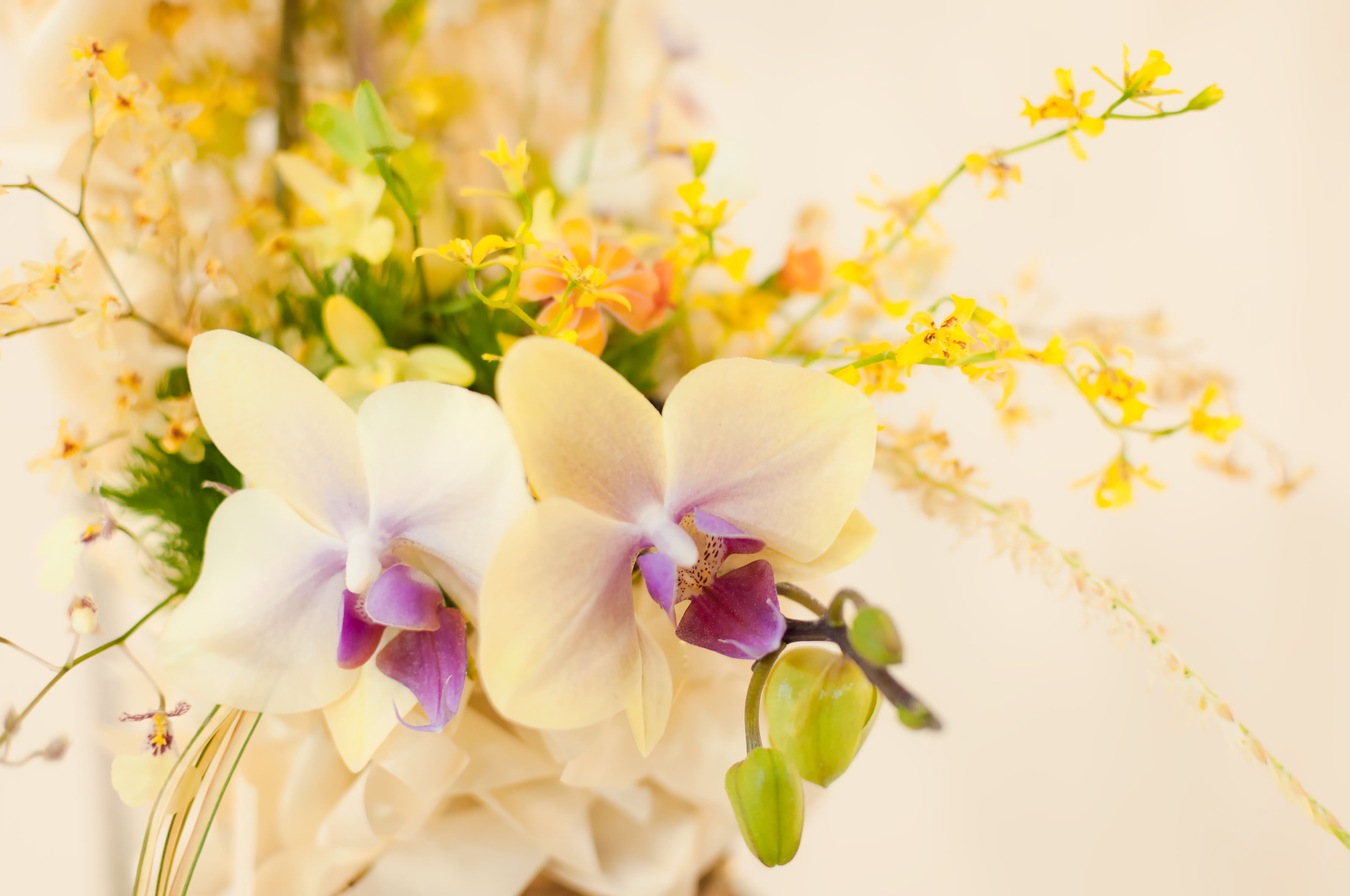 花開く洋ランの写真素材 ぱくたそ