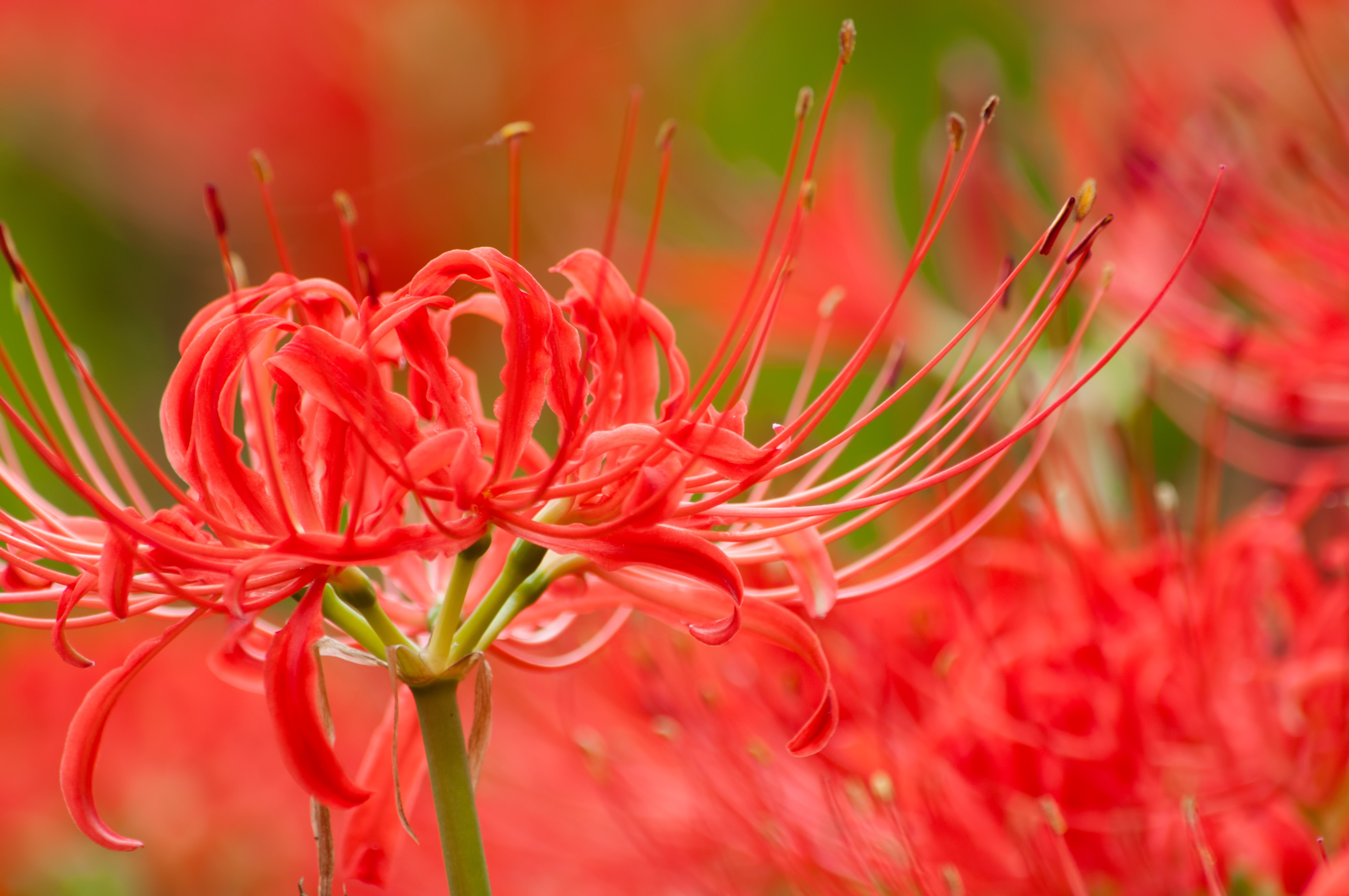 彼岸花 曼珠沙華 の写真素材 ぱくたそ