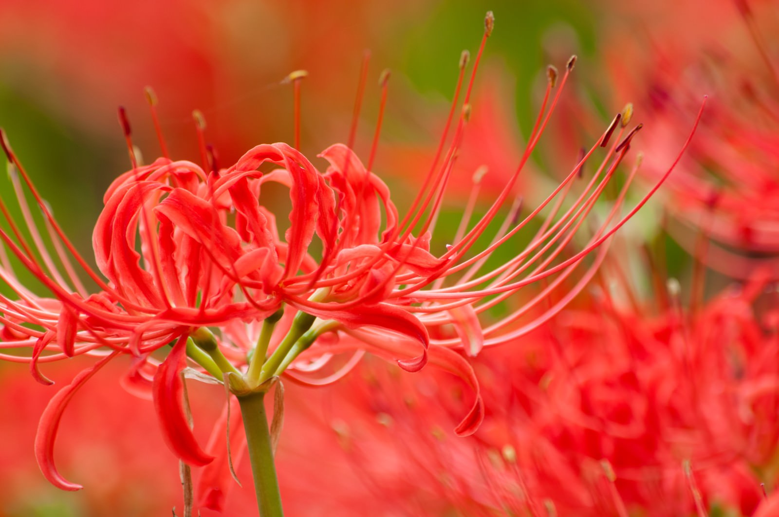 彼岸花 曼珠沙華 の写真 画像 フリー素材 ぱくたそ